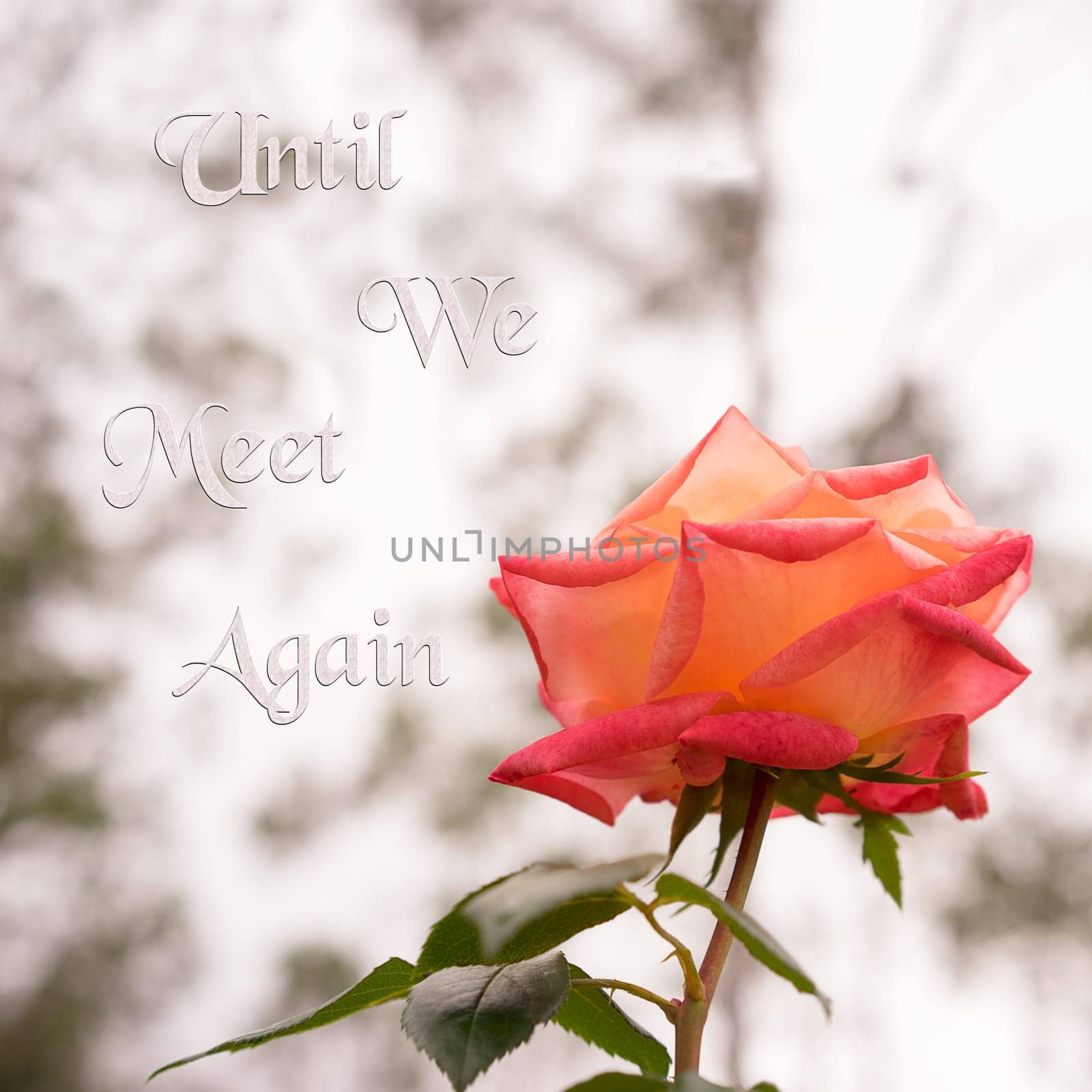 Rose flower square background with neutral copy space and text Until We Meet Again suitable for sympathy, condolences, funeral or mourning or sad greeting card
