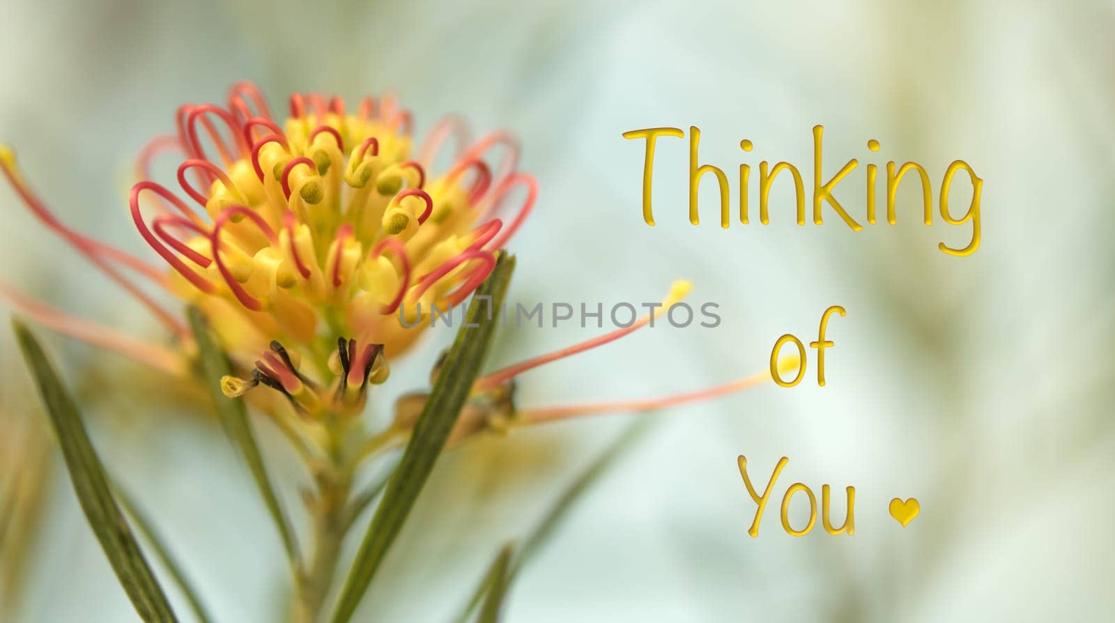 Condolence card for a  sad occasion background with Australian flora theme and greeting Thinking of You
