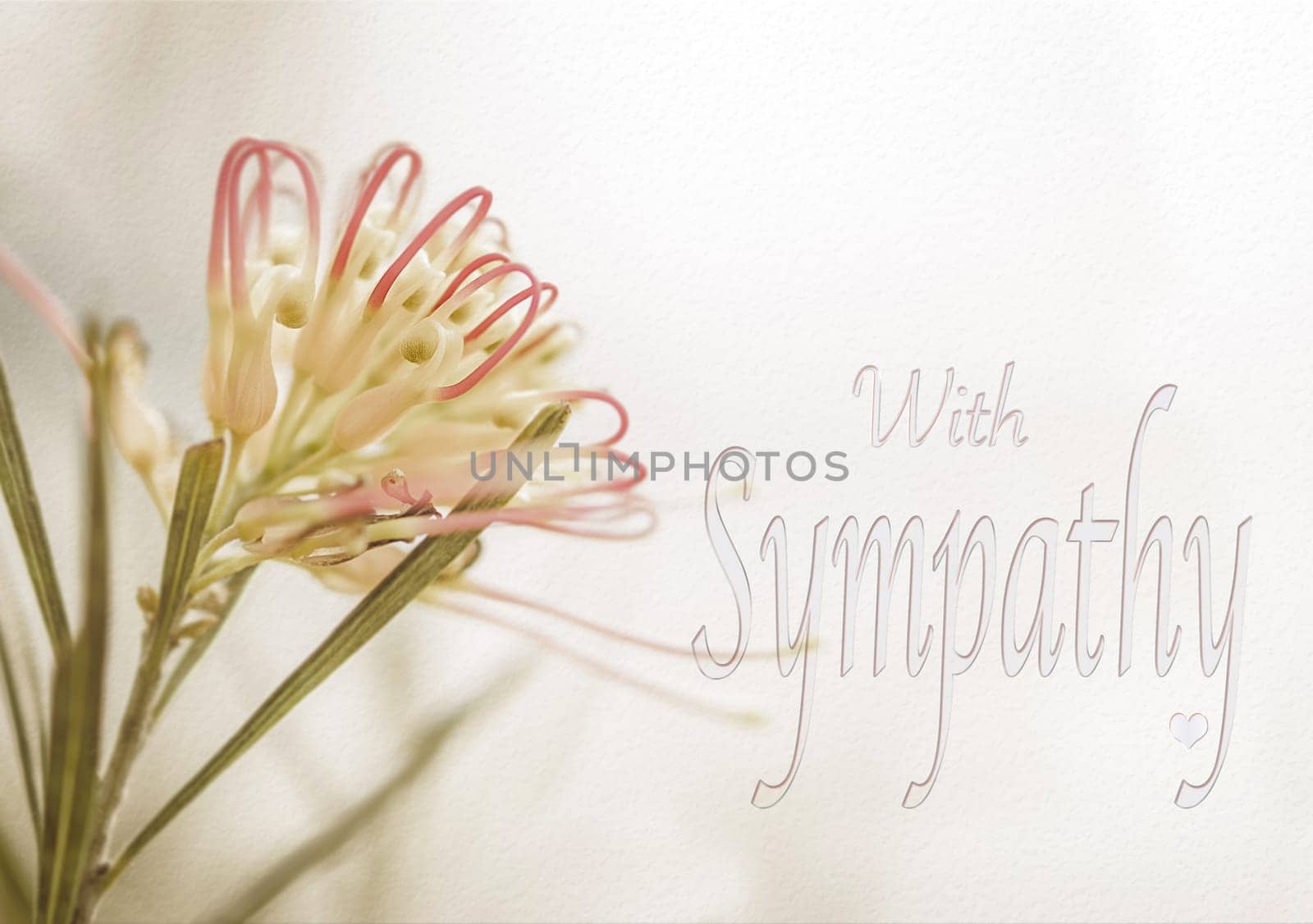 Sympathy card with Australian Grevillea flower in soft pastel colors and text for sorrow, funeral, remembrance, greeting, departure, loss, or sad message