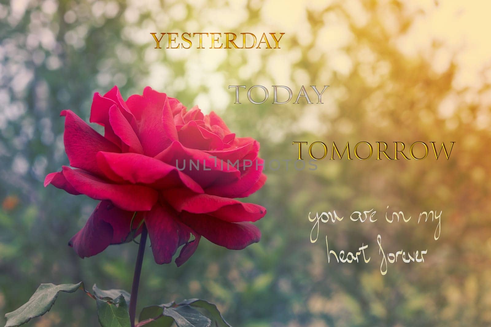 Red rose flower on card background for Valentines Day with words Yesterday Today Tomorrow you are in my heart forever