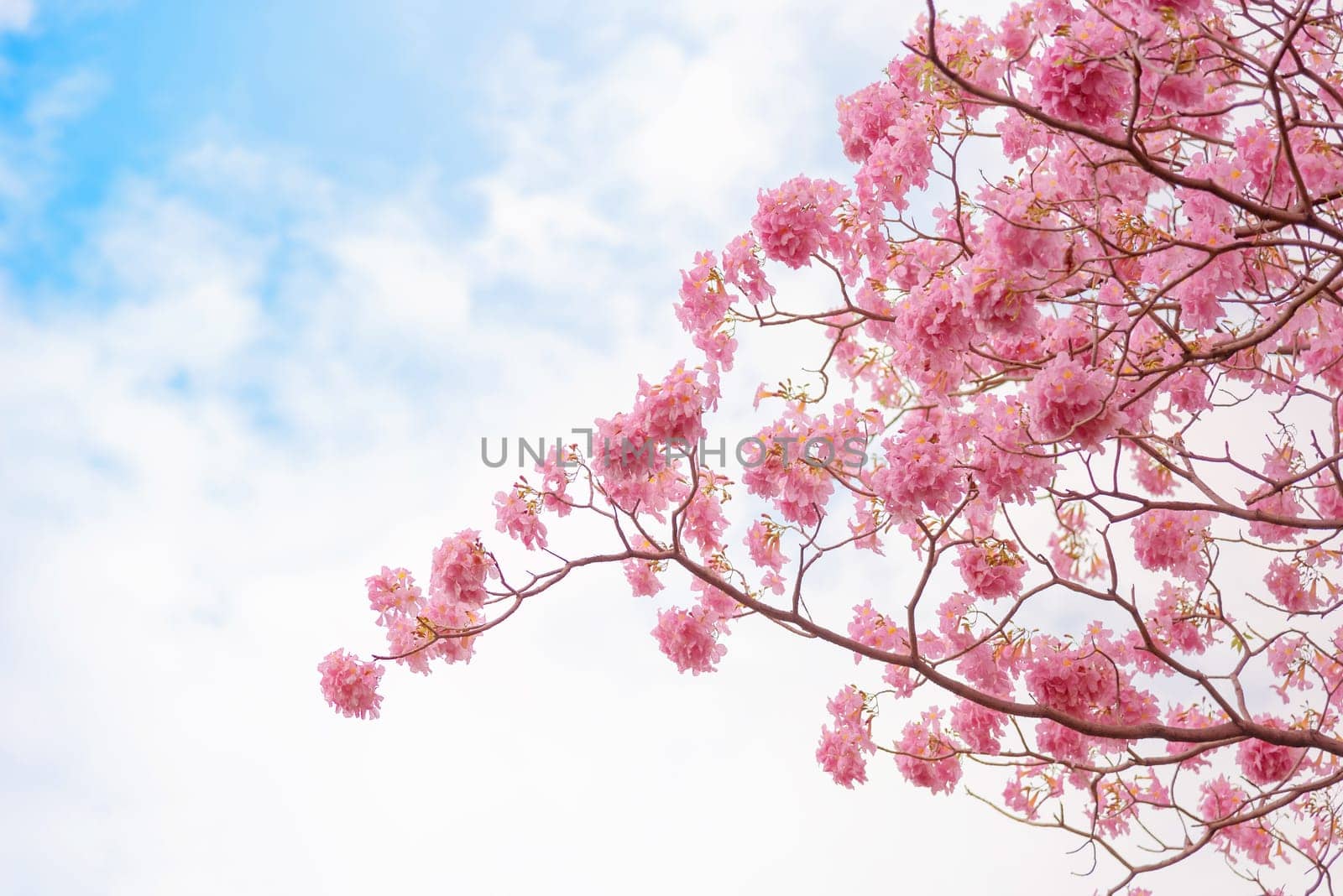 Beautiful Pink Trumpet flower or Tabebuia heterophylla with blue sky