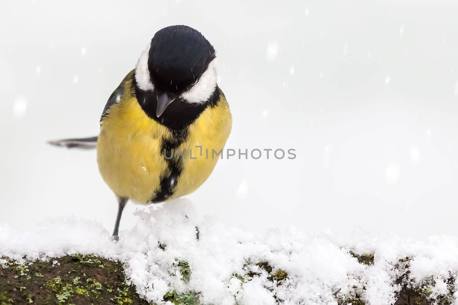 Great tit (Parus major) perched on a snow log in winter in England. Bright yellow chest and black head. White background with a moss covered branch close up