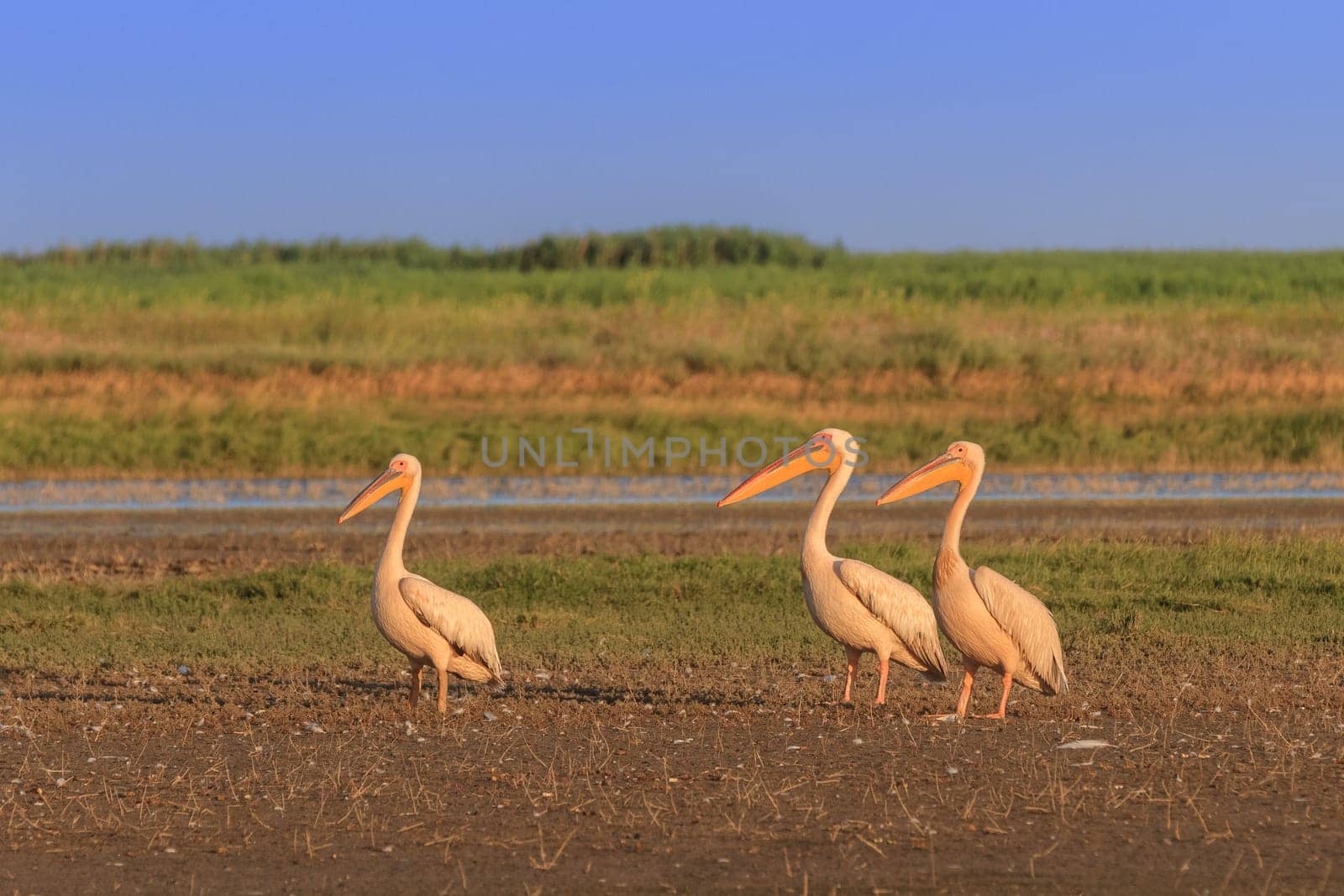 white pelicans (pelecanus onocrotalus). Danube Delta, Romania