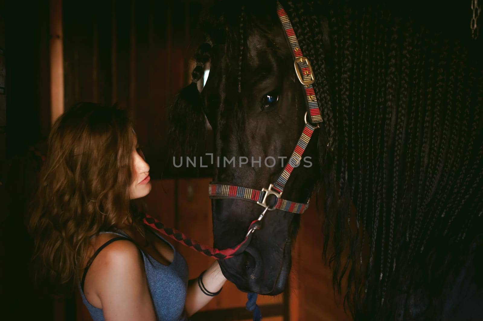 woman horseman cleans from dirt with brush Friesian horse in stables on farm, taking care of purebred pets