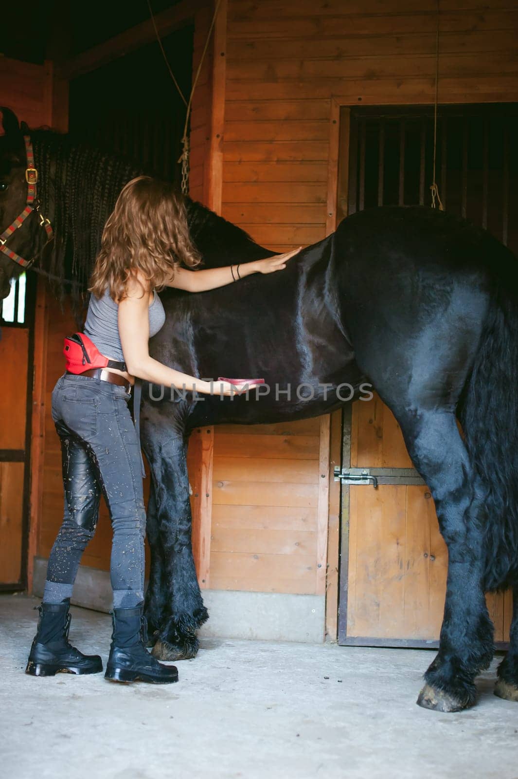 woman horseman cleans from dirt with brush Friesian horse in stables on farm, taking care of purebred pets