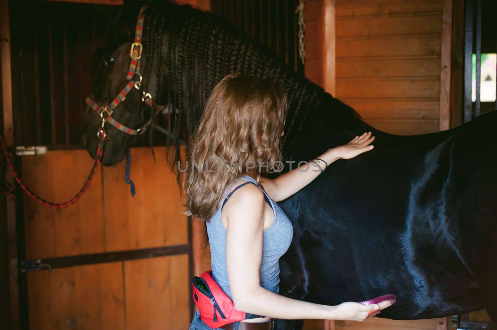 woman horseman cleans from dirt with brush Friesian horse in stables on farm, taking care of purebred pets
