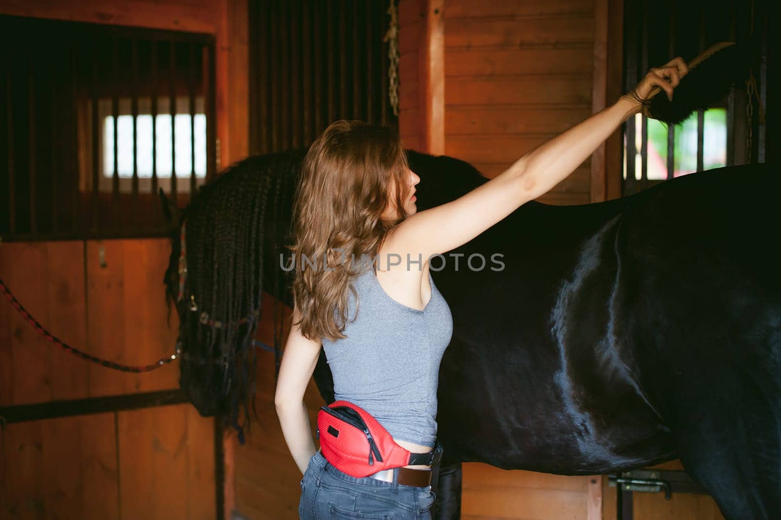 woman horseman cleans from dirt with brush Friesian horse in stables on farm, taking care of purebred pets