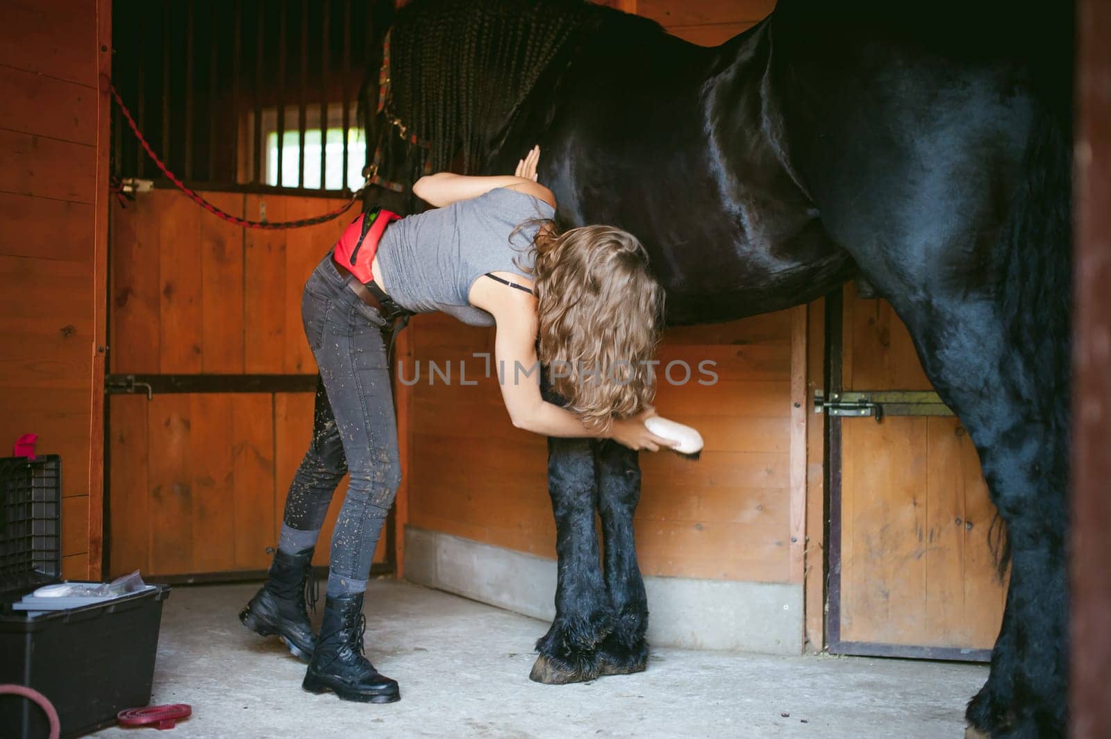woman horseman cleans from dirt with brush Friesian horse in stables on farm, taking care of purebred pets