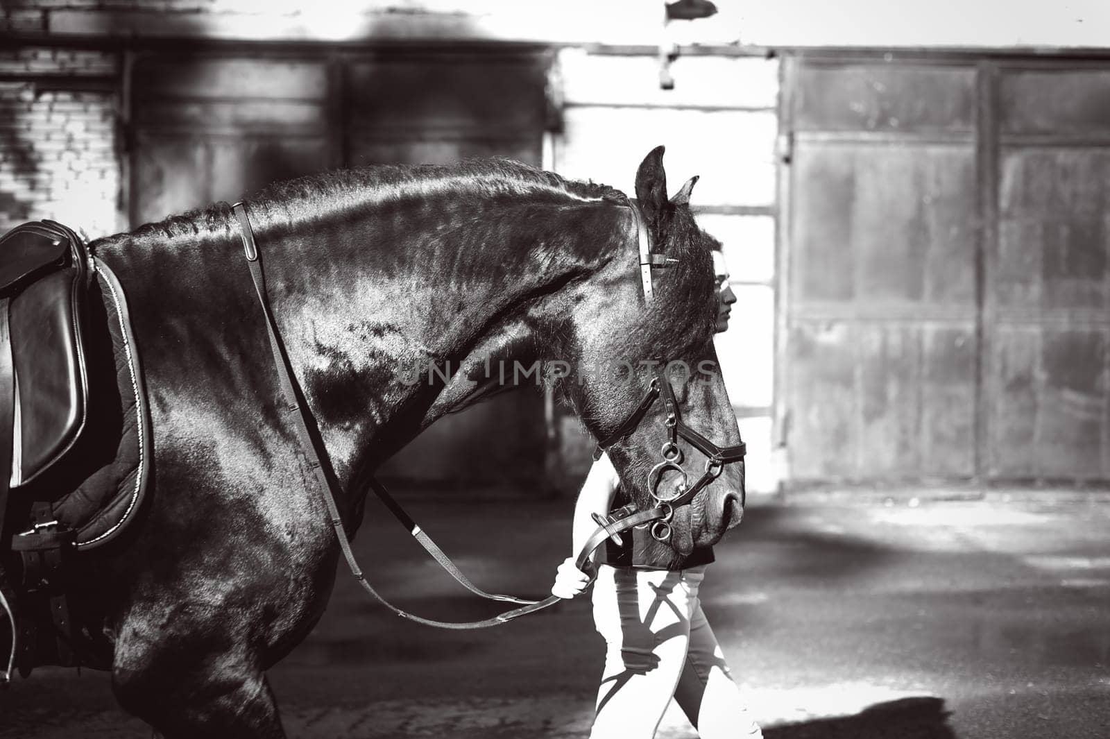 Emotional  Portrait of a female in love with horses, black Friesian stallion thoroughbred pet, outdoors.