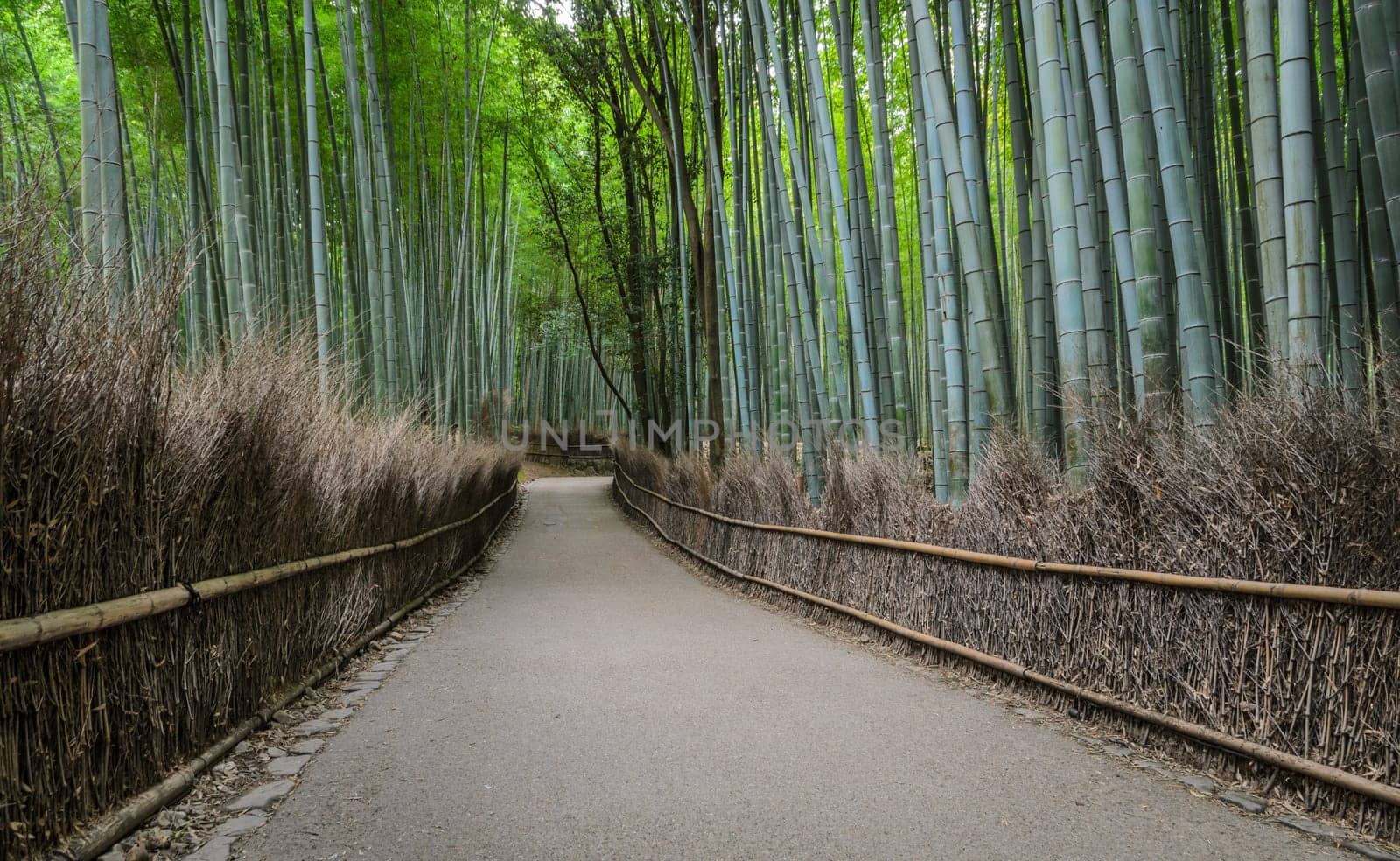 Walking path and green bamboo forest at Arashiyama touristy district, Kyoto prefecture in Japan