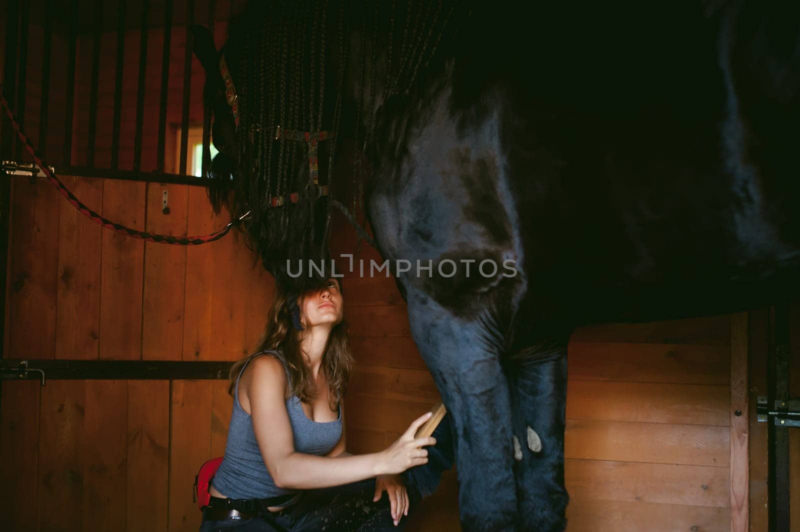 woman horseman cleans from dirt with brush Friesian horse in stables on farm, taking care of purebred pets
