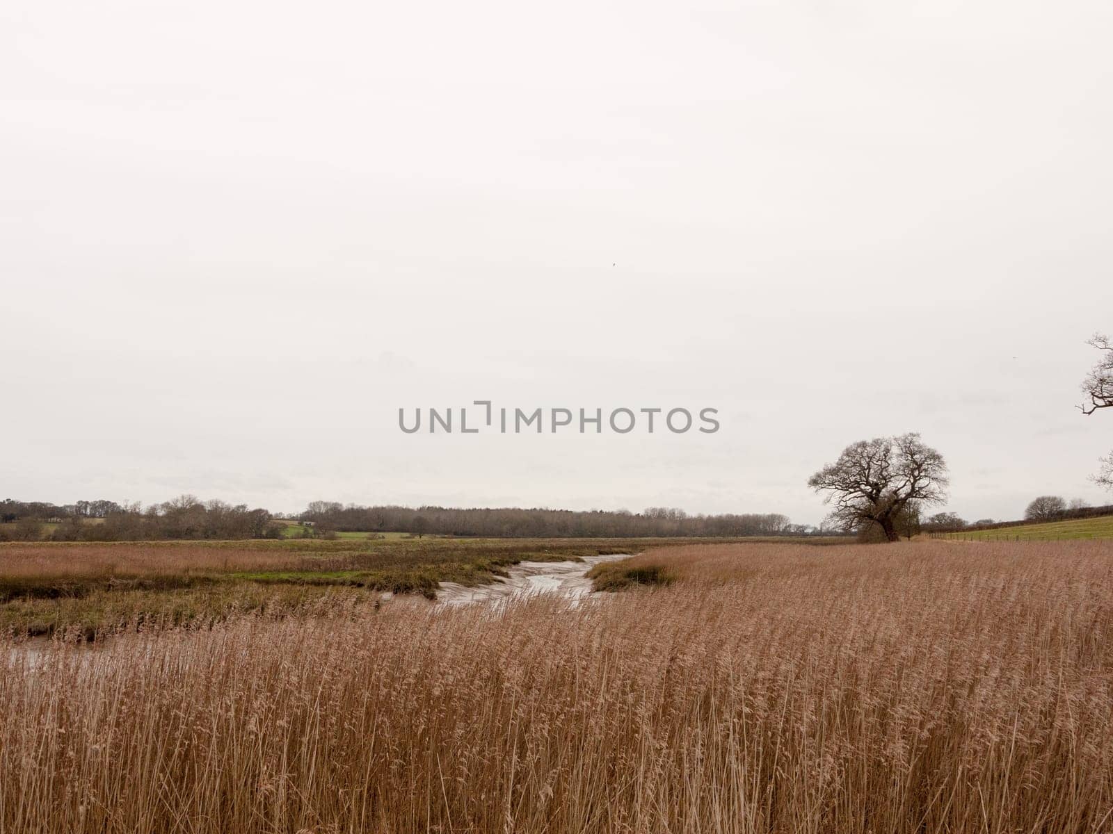 golden grass reeds winter white cloudy sky landscape  essex  england  uk