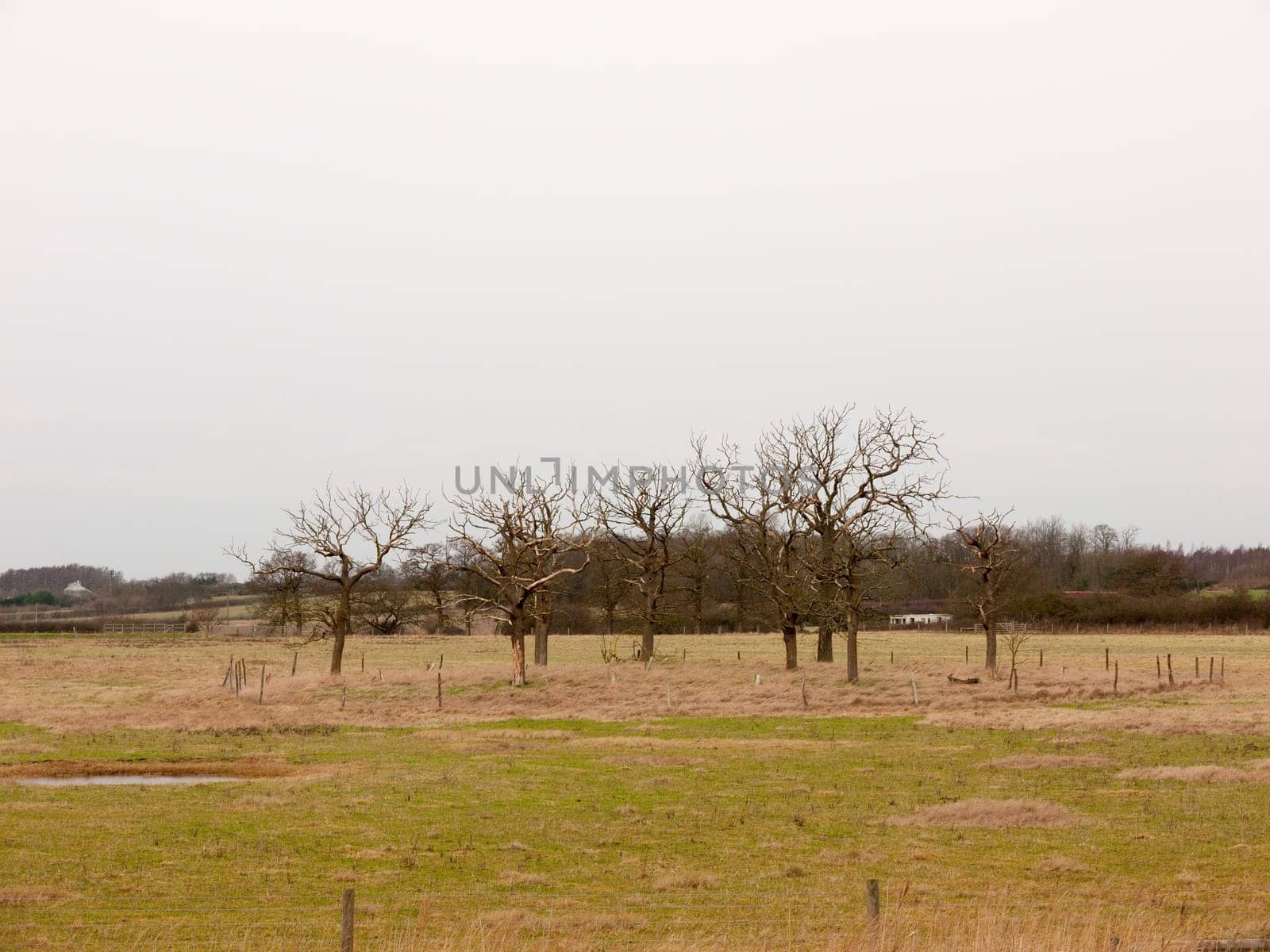 circle of bare branch trees field special nature country  essex  england  uk