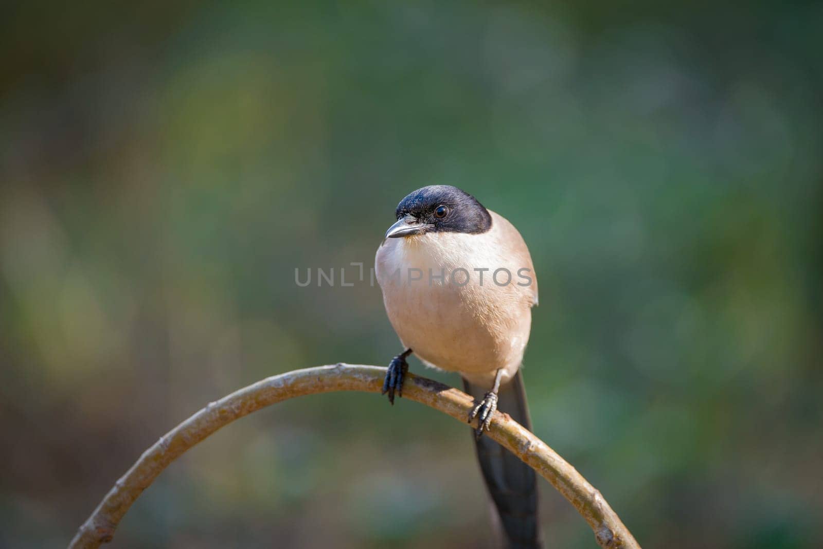 Azure-winged Magpie or Cyanopica cyanus with copy space for text