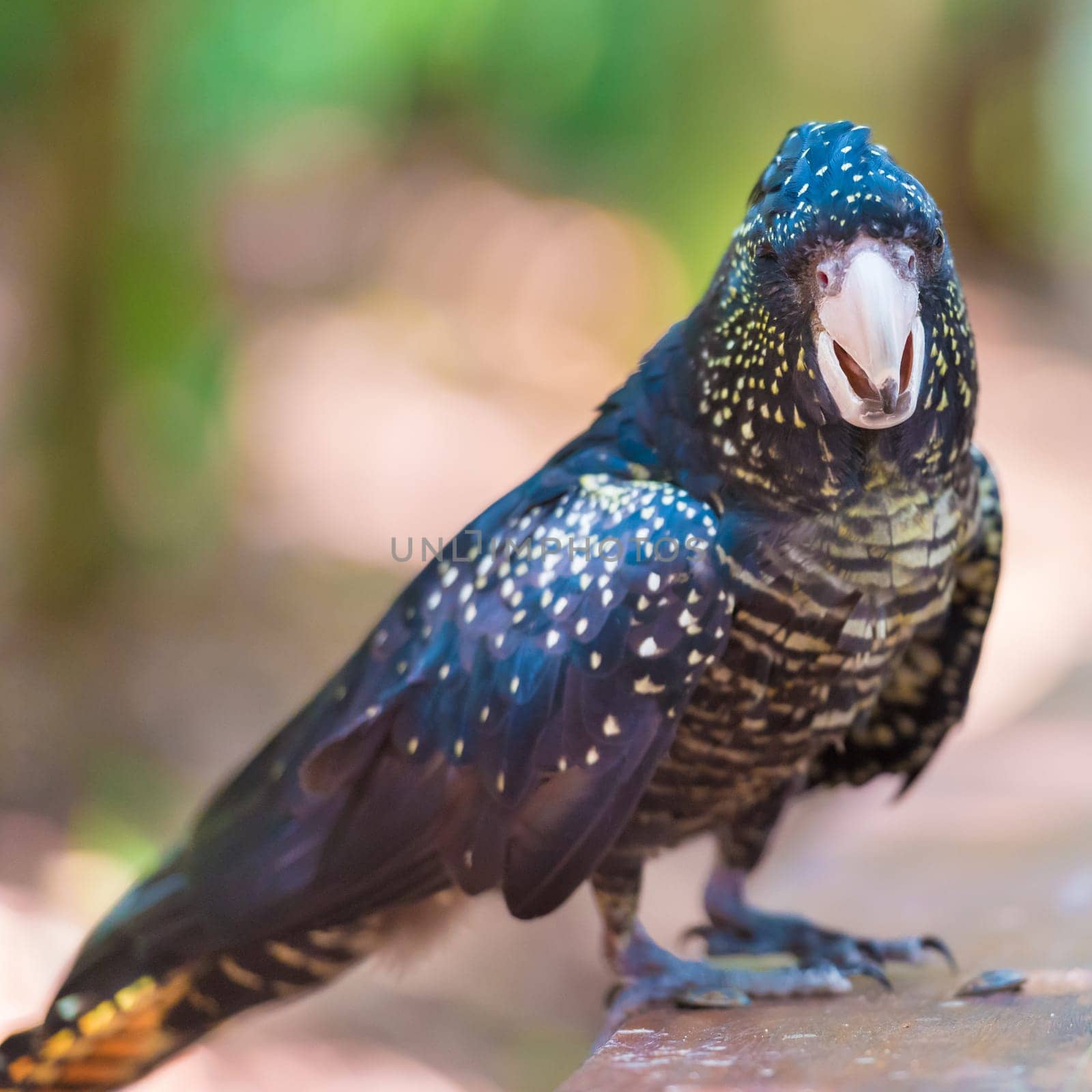Portrait of an Red-tailed Black Cockatoo, Australian native bird.