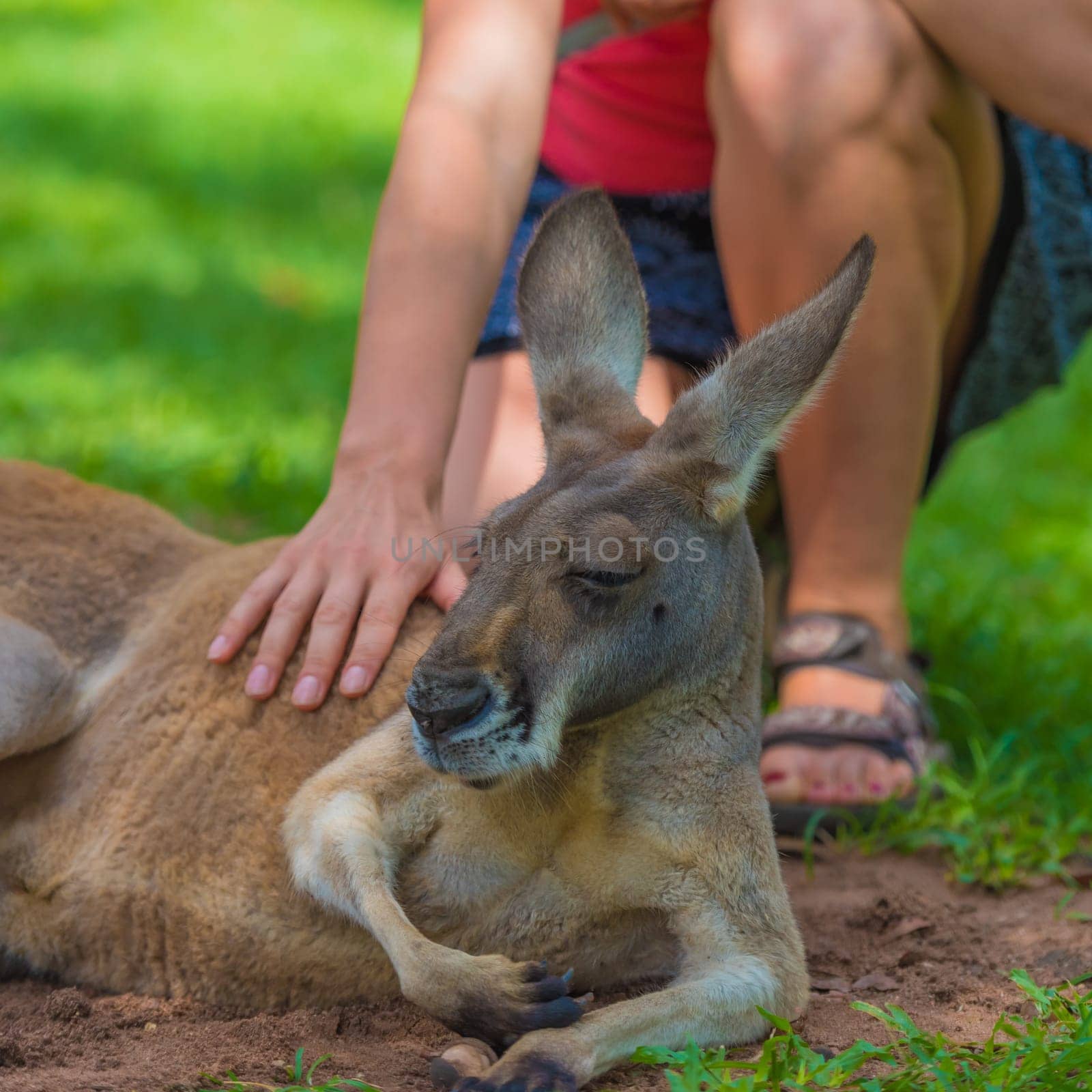 Unrecognizable woman petting a sleepy kangaroo in wildlife nature reserve.