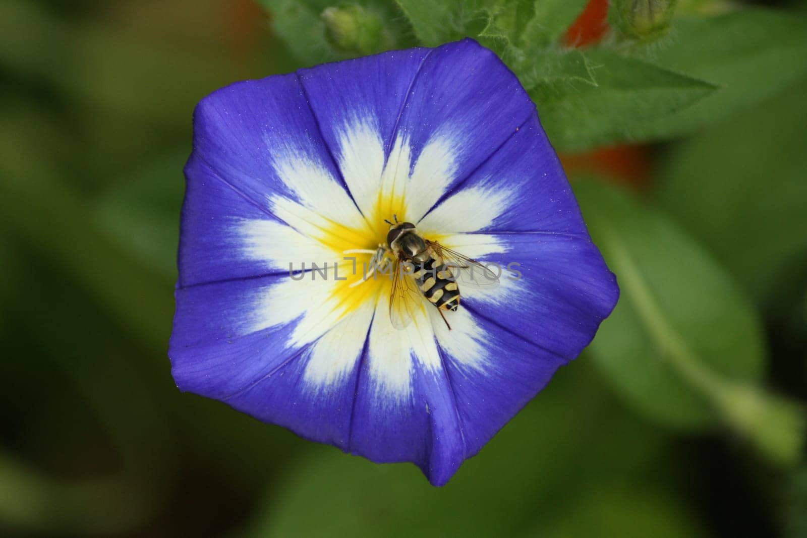 Convolvulus tricolor