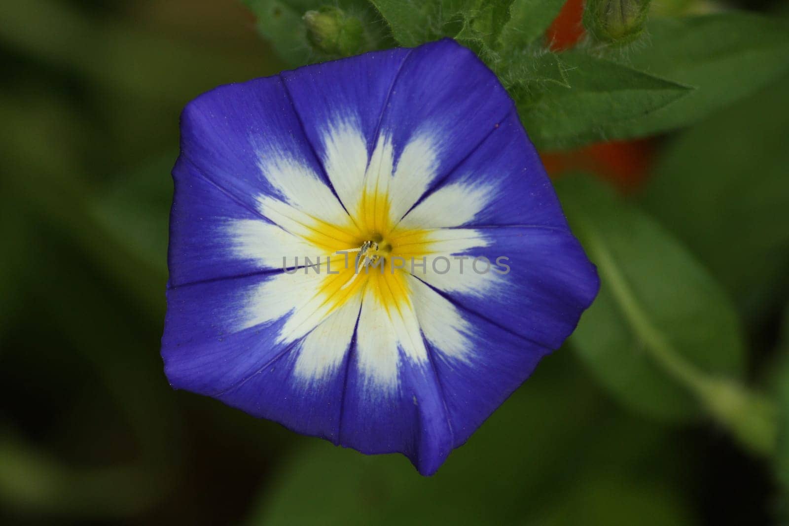 Convolvulus tricolor
