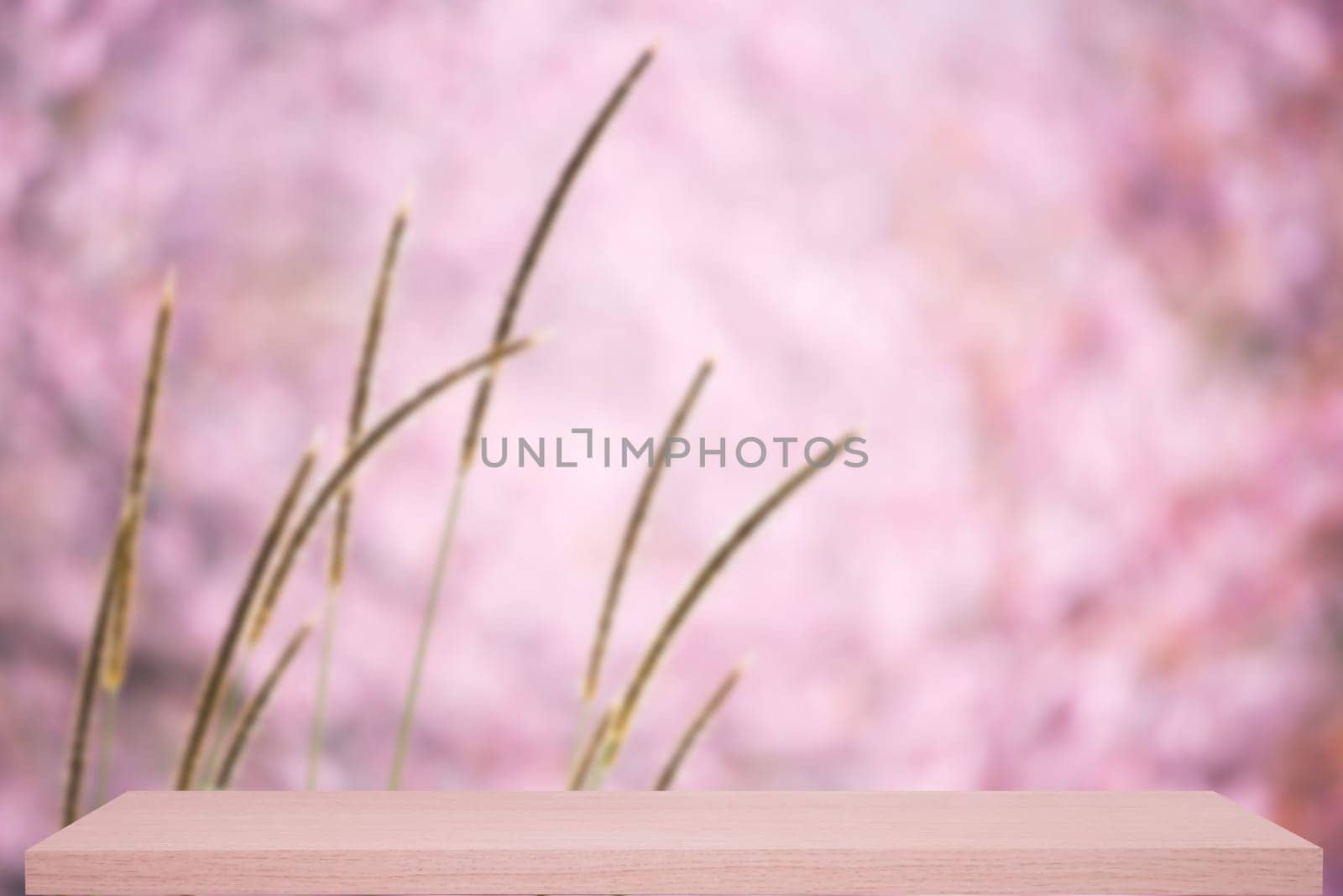wild himalayan cherry flower defocus background with wooden shelf