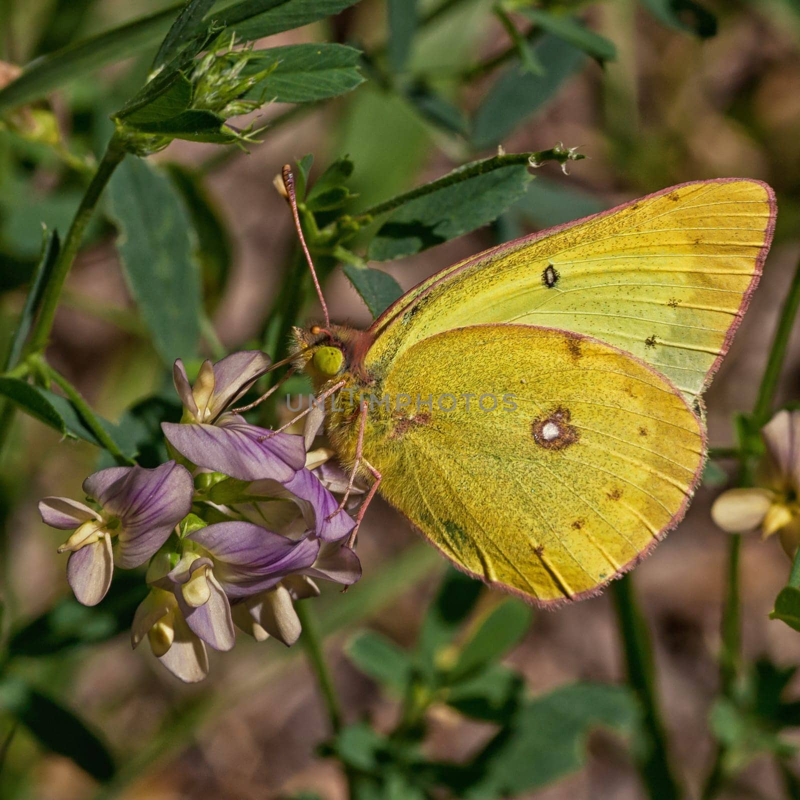 Clouded Sulphur resting on a wild flower.