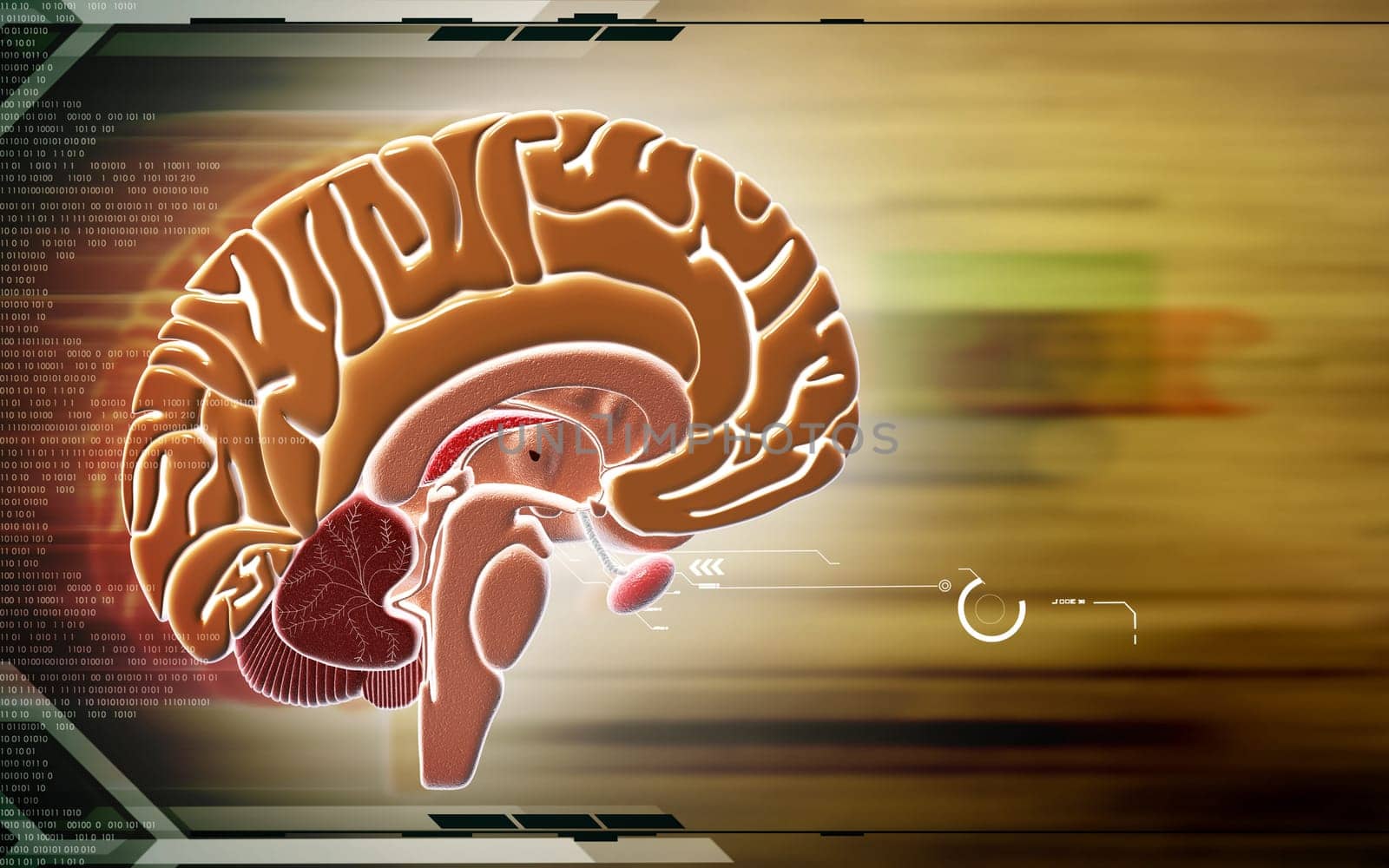 Digital illustration of brain in colour background
