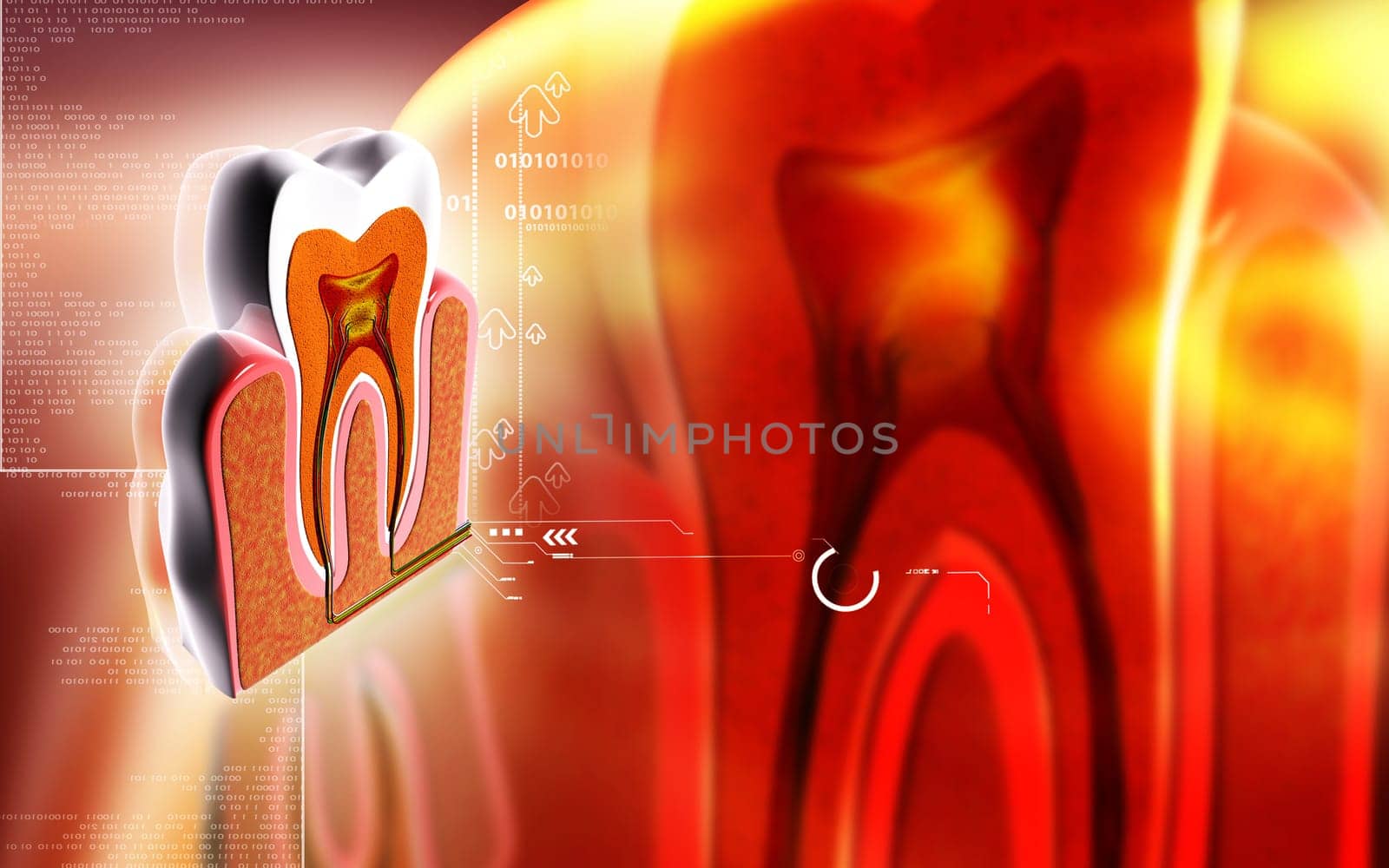 Digital illustration of teeth cross section in colour background