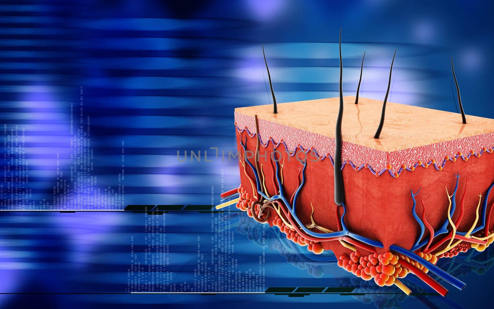 Digital illustration of Skin in colour background