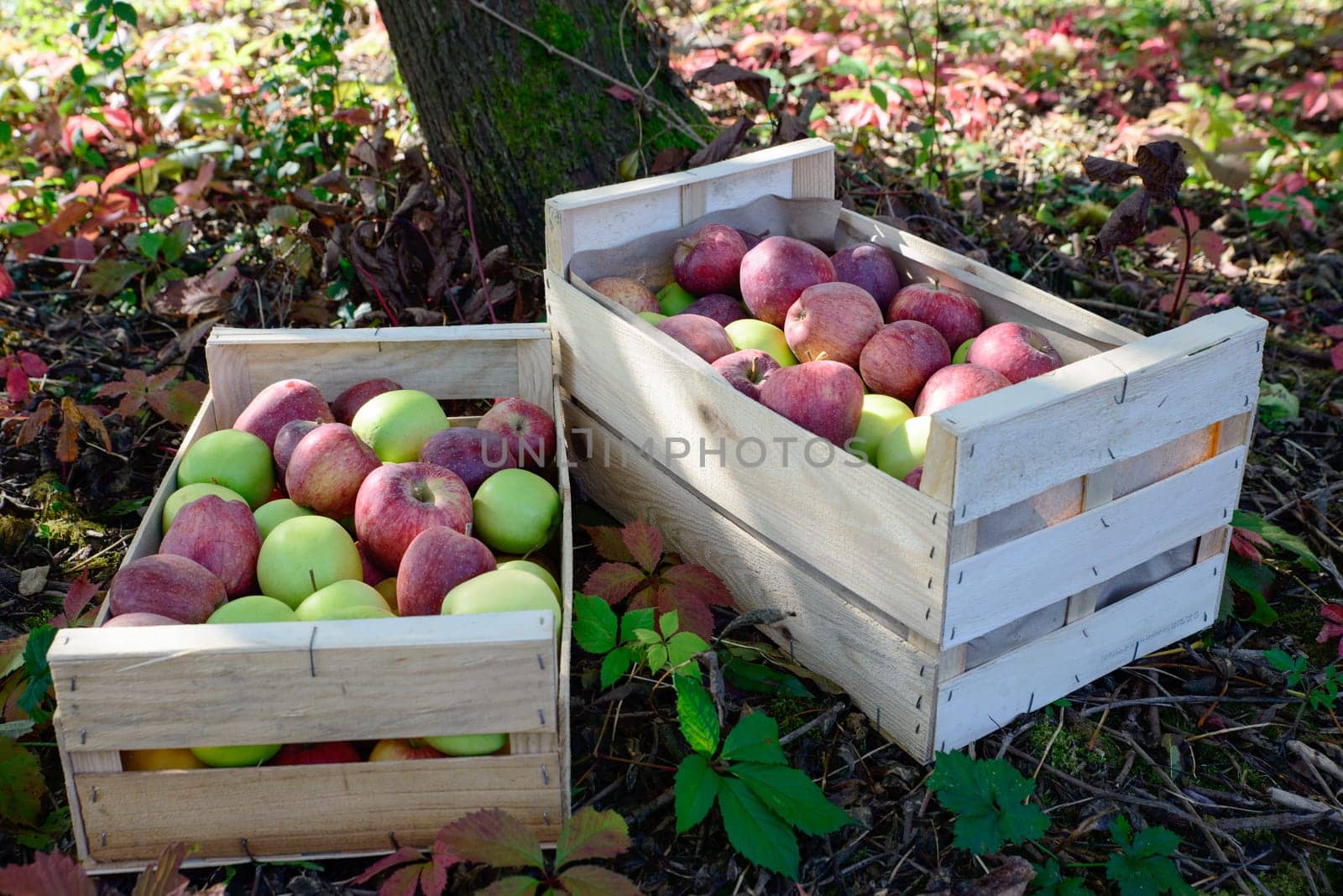 crate full of apples near a tree in autumn