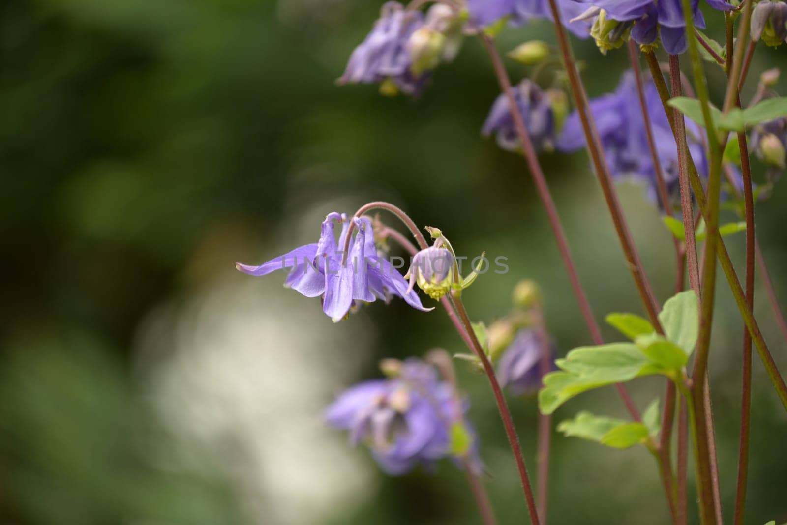 Columbine