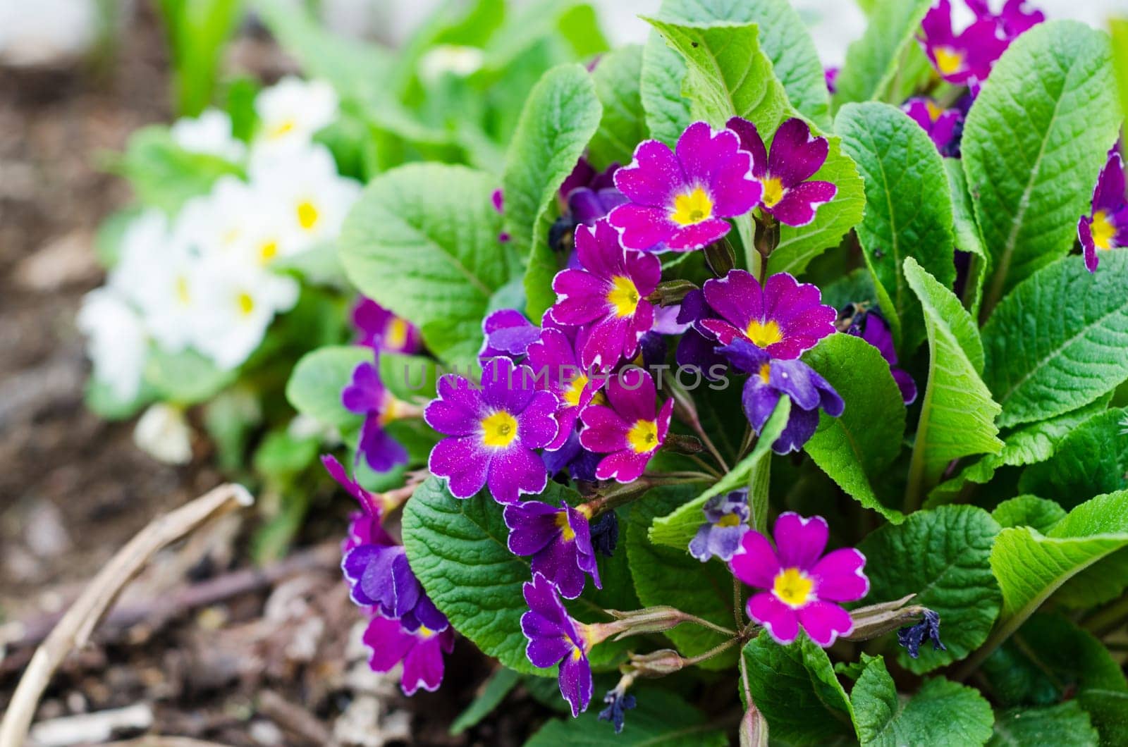 Blossoming spring primrose, close-up