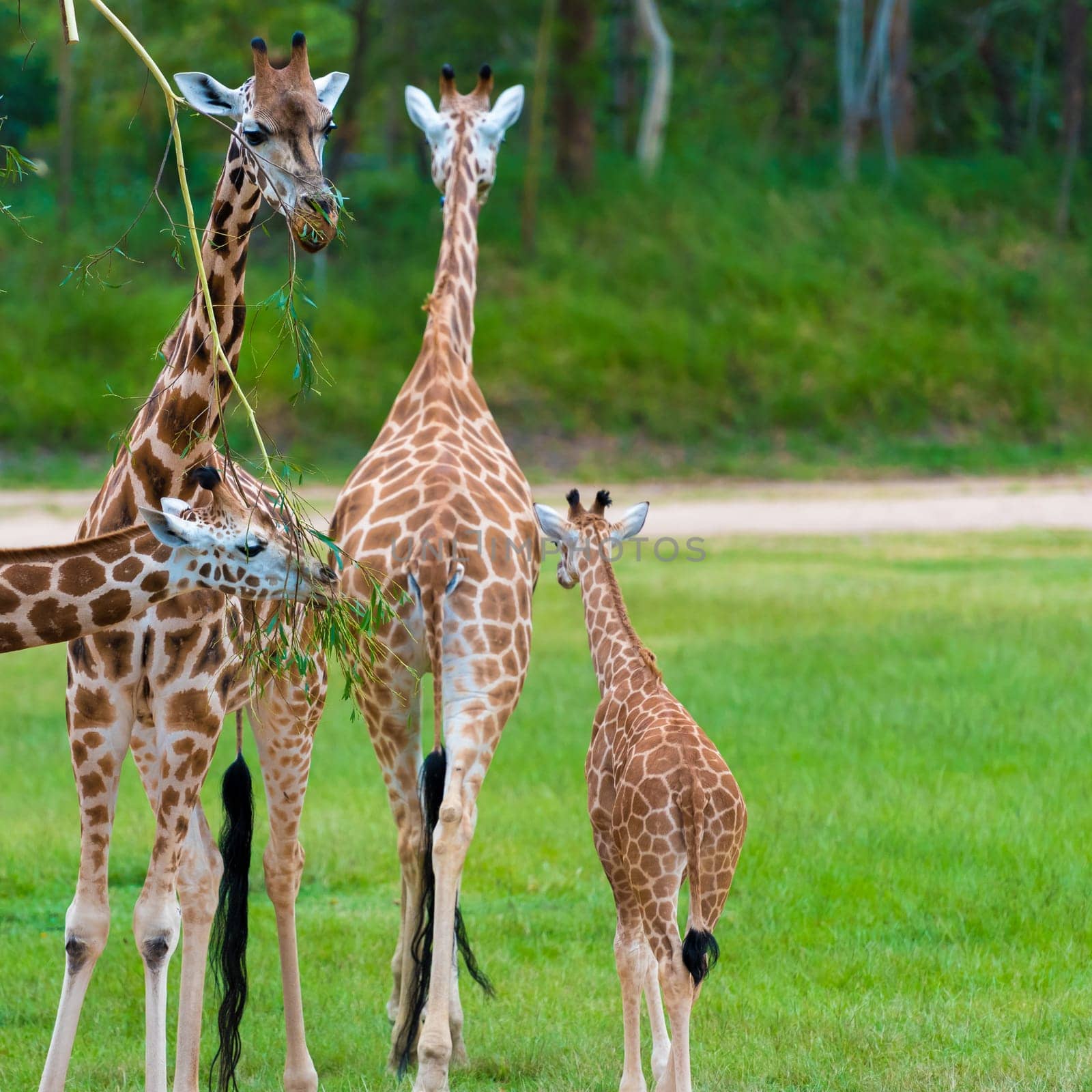 Young baby giraffe with its mother, African native animals