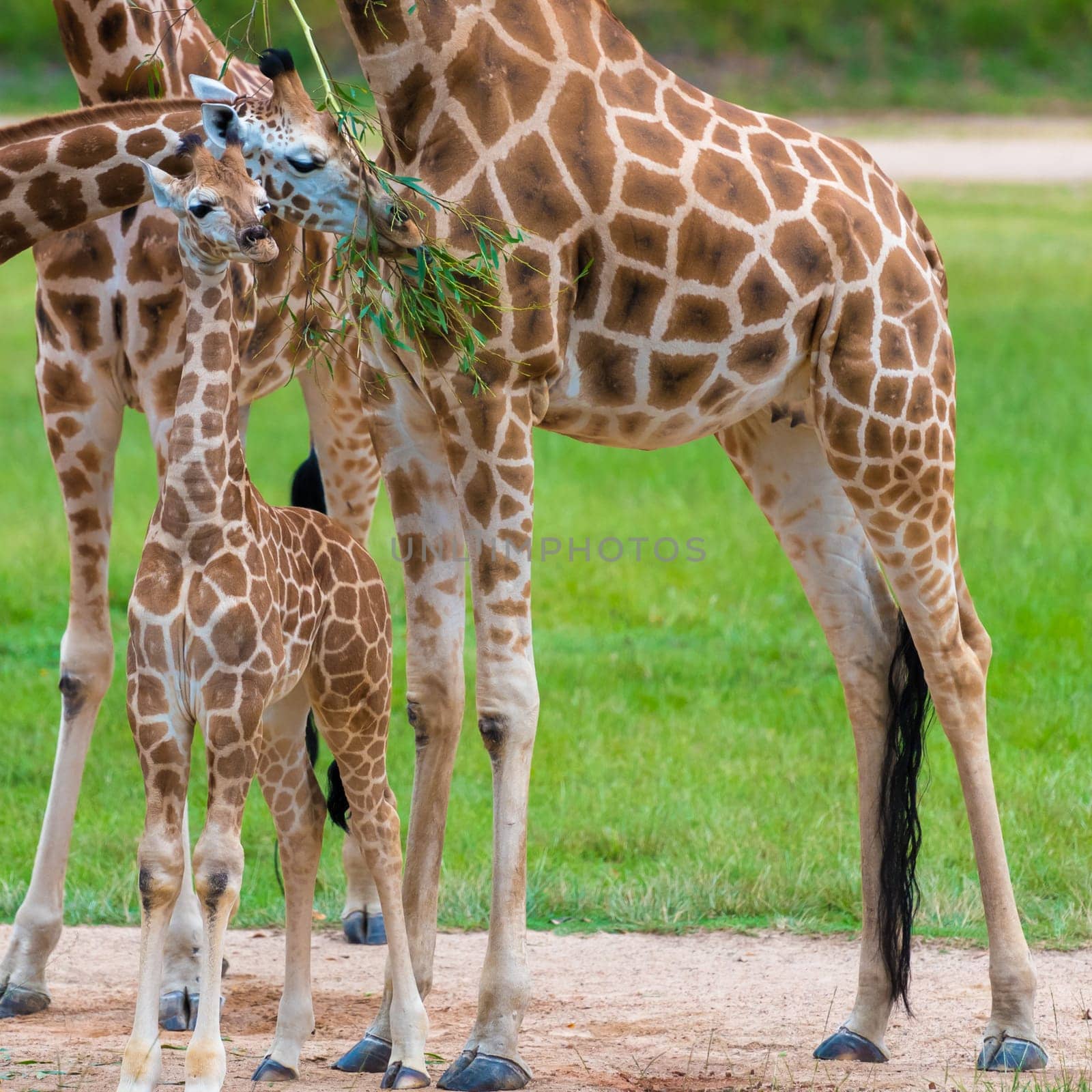 Young baby giraffe with its mother, African native animals