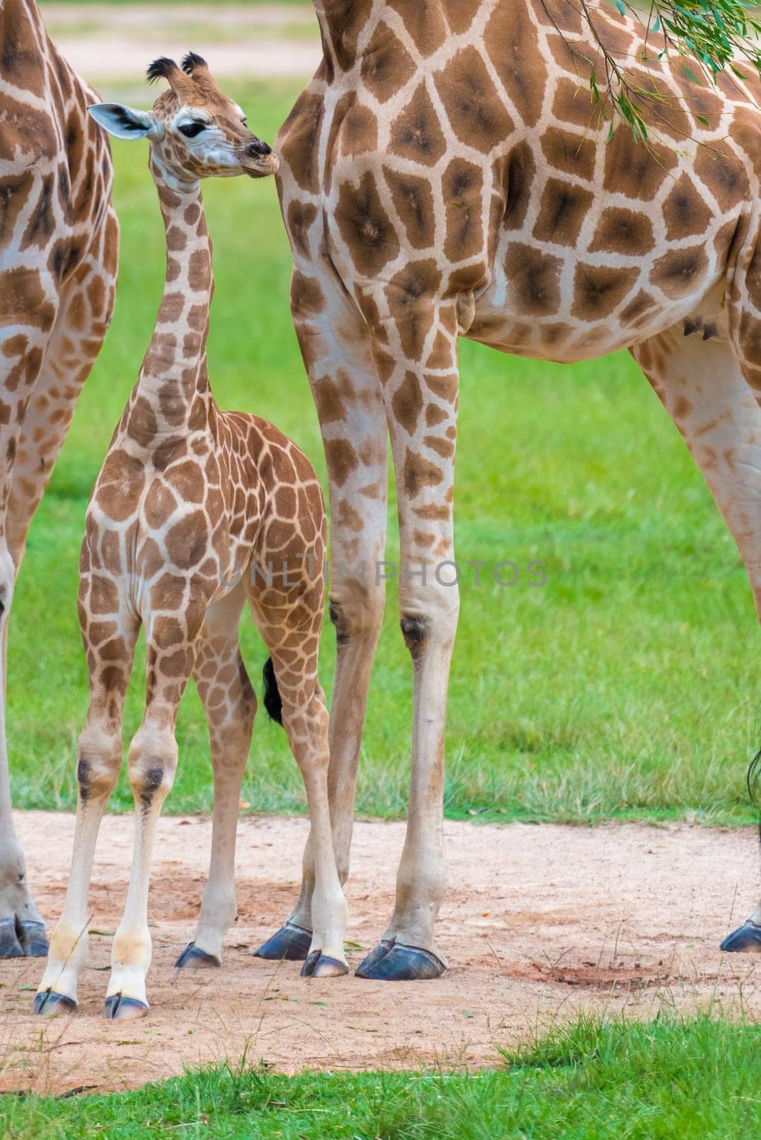 Young baby giraffe with its mother, African native animals