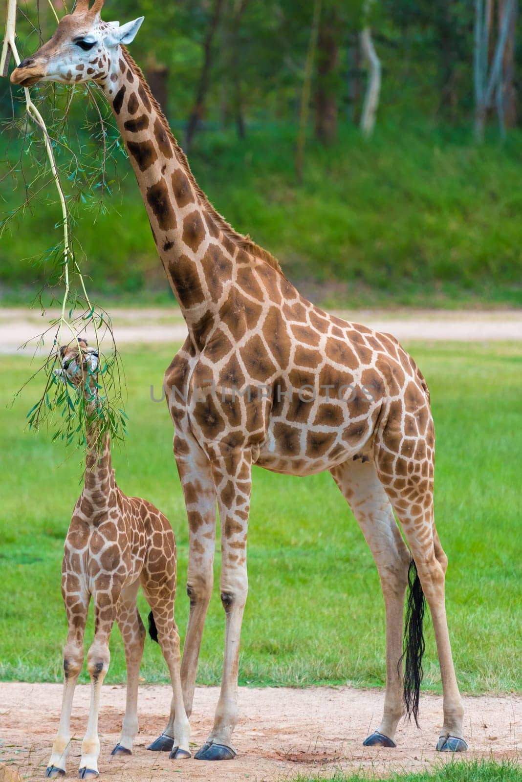 Young baby giraffe with its mother, African native animals