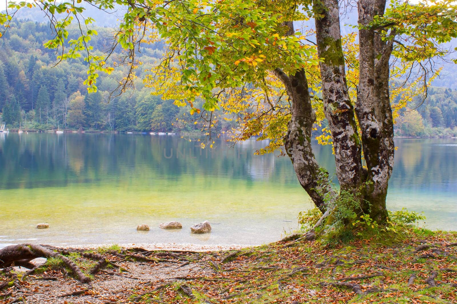 Old tree by the Bohinj lake, Slovenia