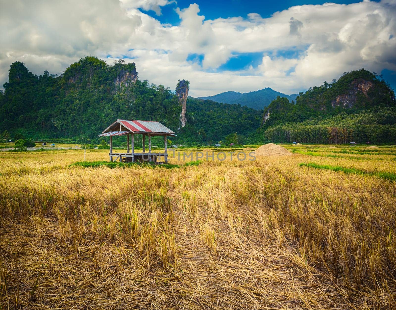 Rice field and mountains. Beautiful rural landscape. Vang Vieng, Laos.