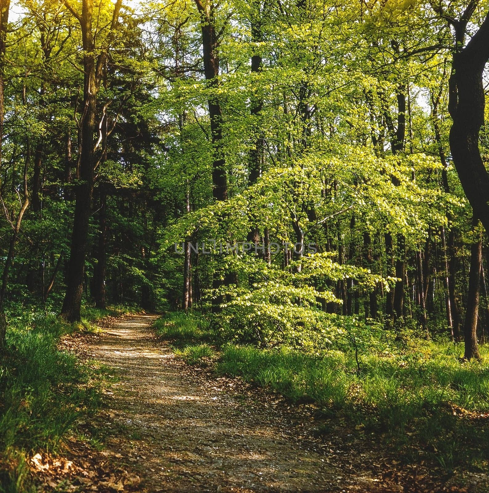 Forest with path at spring
