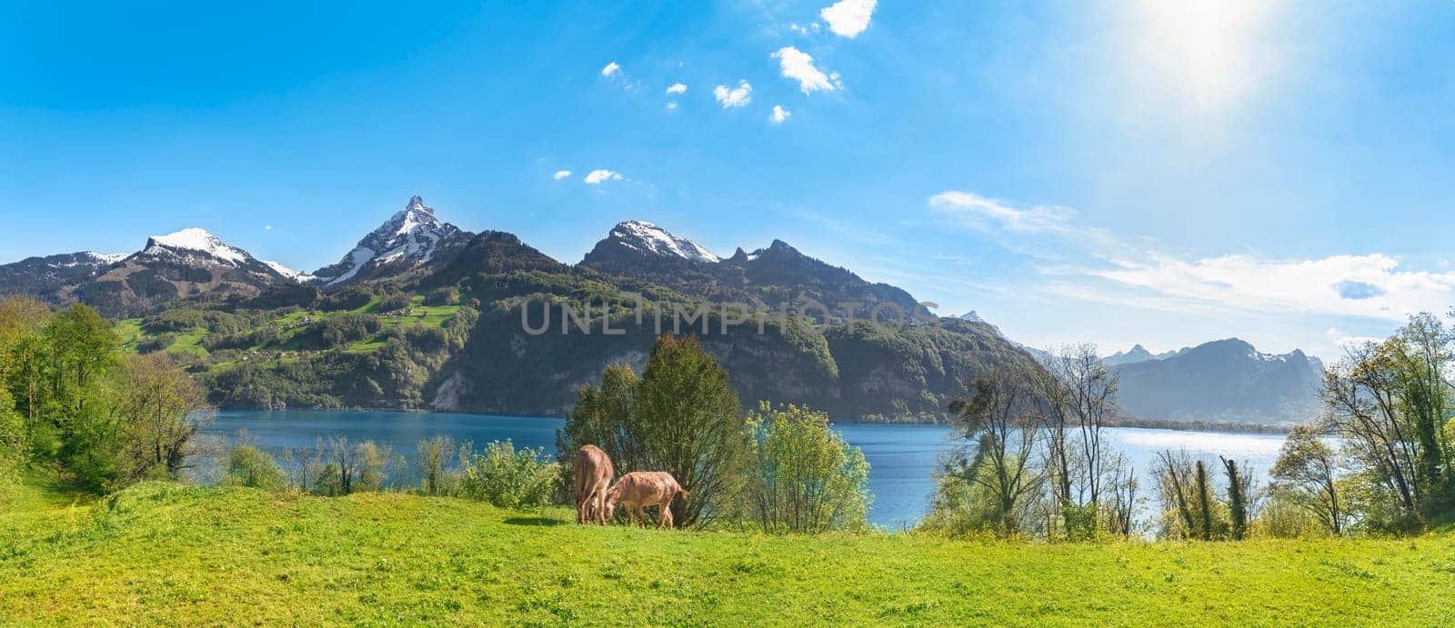 Beautiful summer panorama with the Swiss Alps mountains, the Walensee lake and green meadows with donkeys grazing the grass, in Quarten, Switzerland.