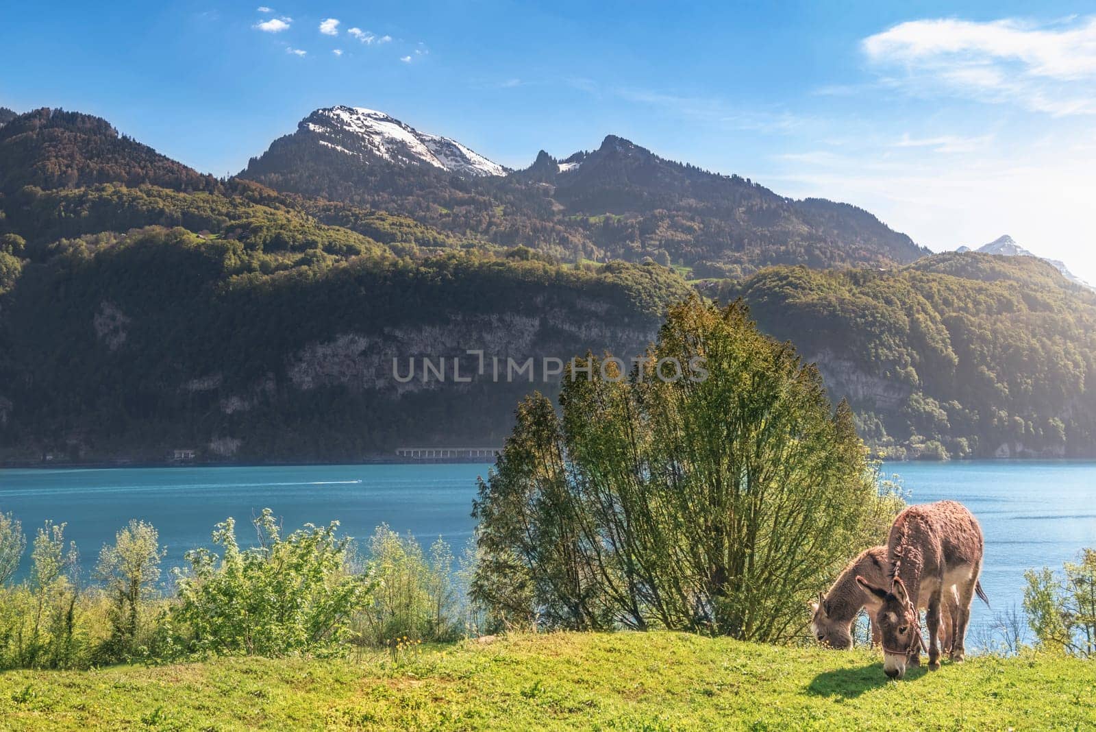Spring landscape with the Swiss Alps mountains, the Walensee lake and a pair of donkeys grazing on a meadow, on a sunny day, in Quarten, Switzerland.