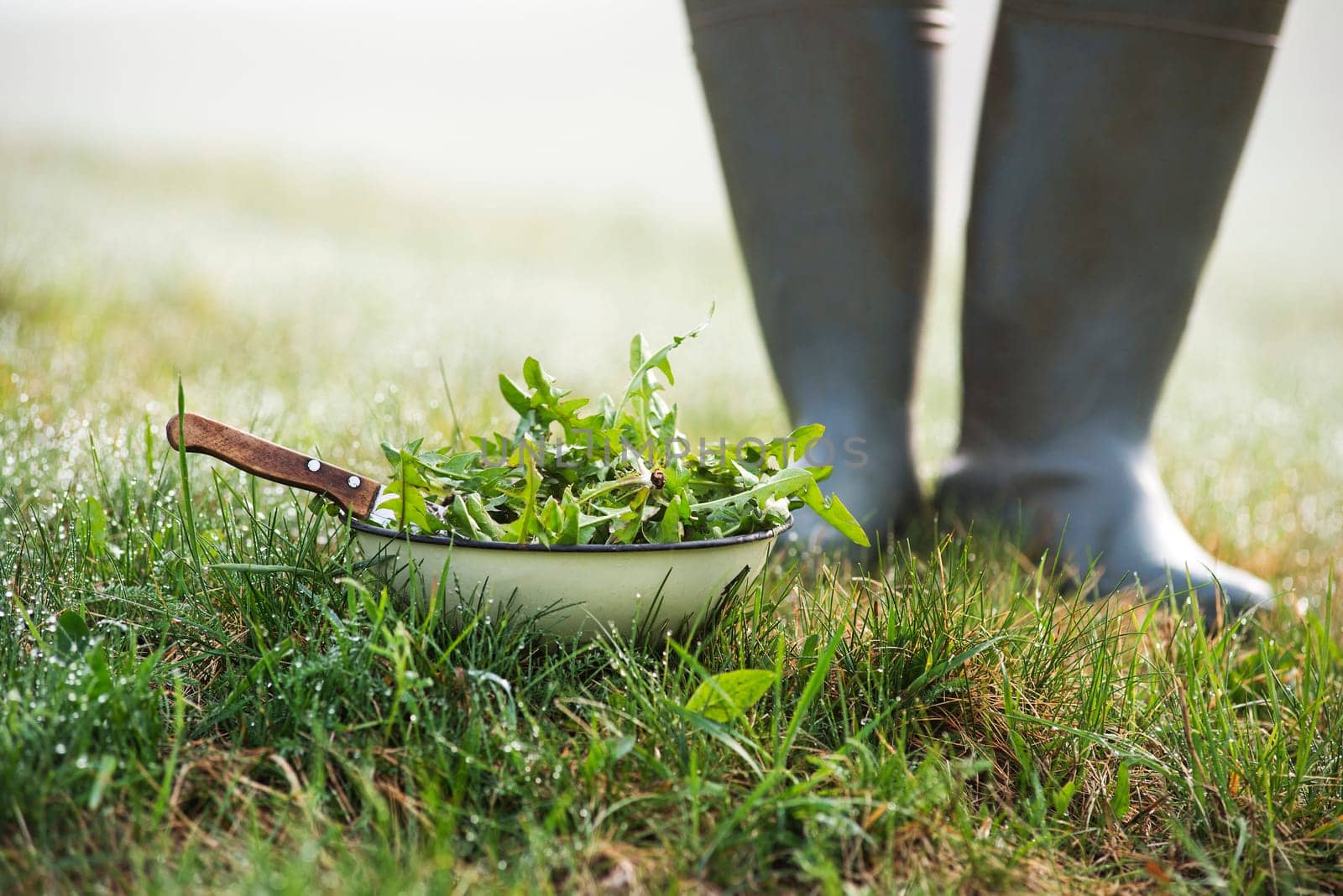 Picking with knife a fresh dandelion leaves in nature