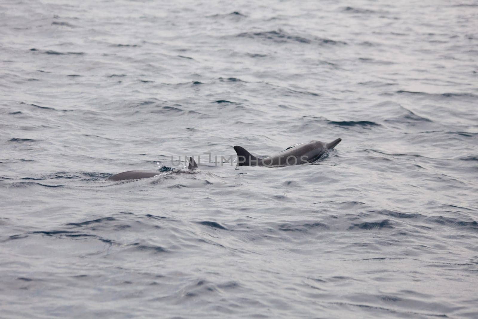 Precious Dolphins