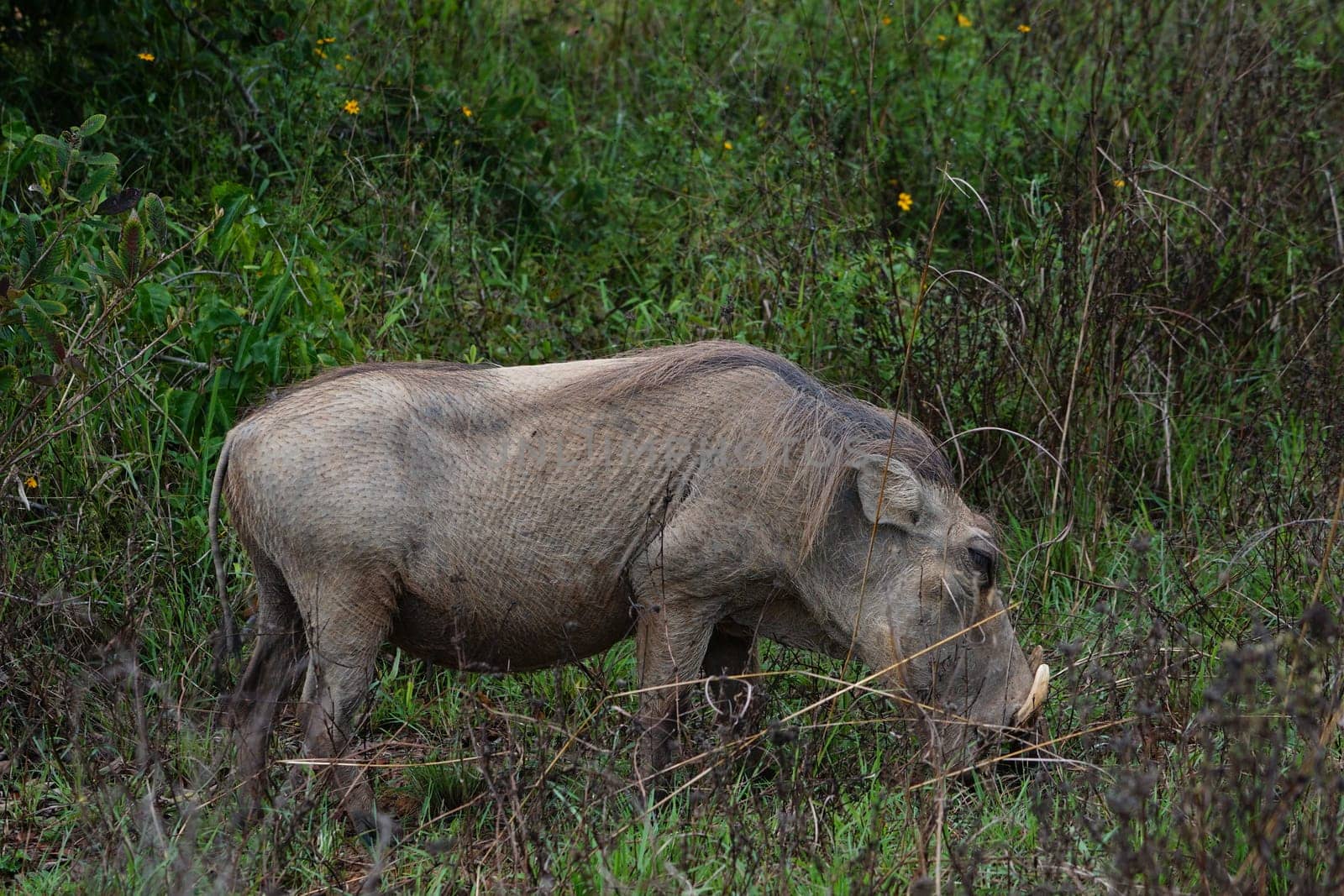 Warthog in the Shimba Hills in Kenya