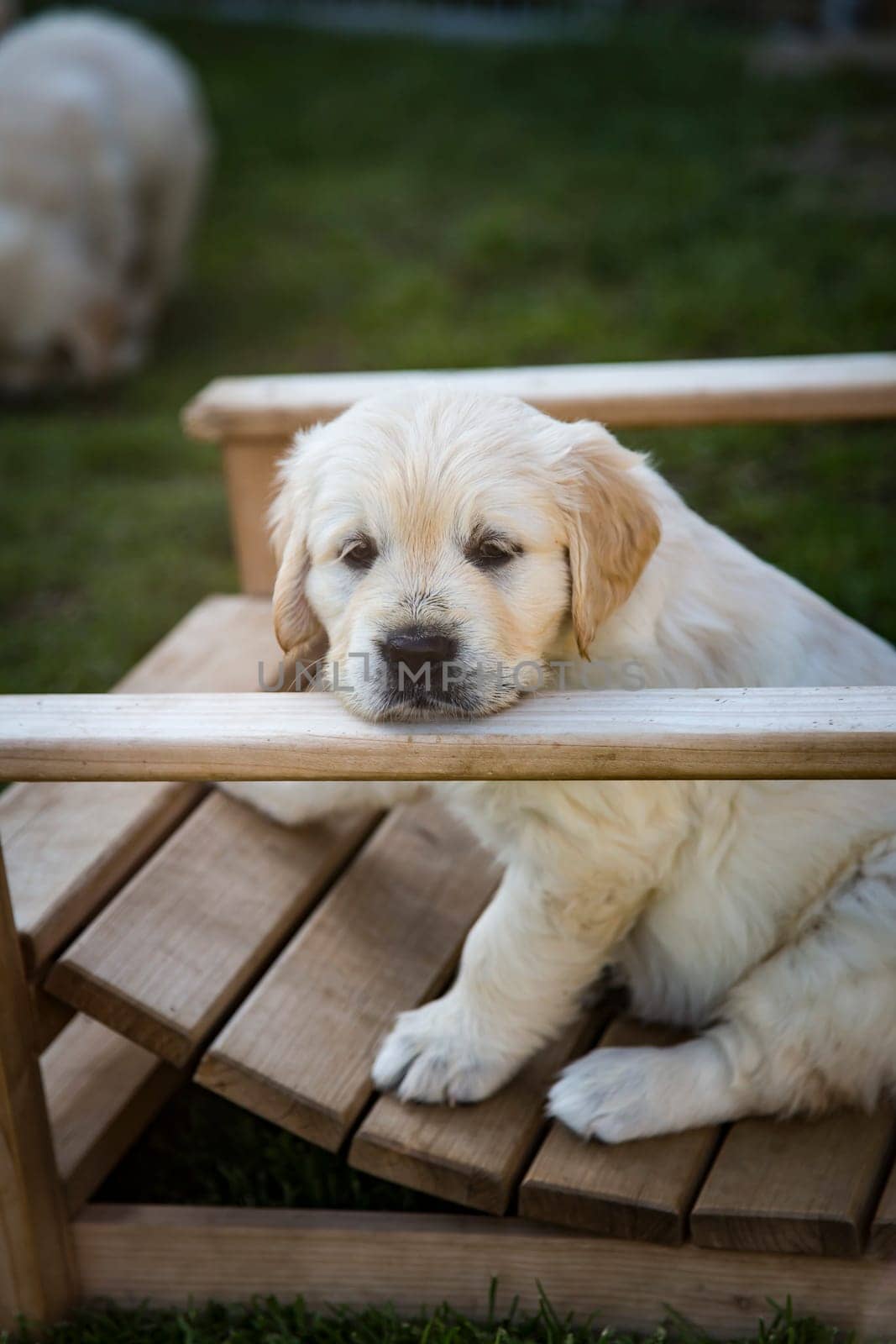 Golden Retriever puppy 6 weeks old sits on wooden bridge
