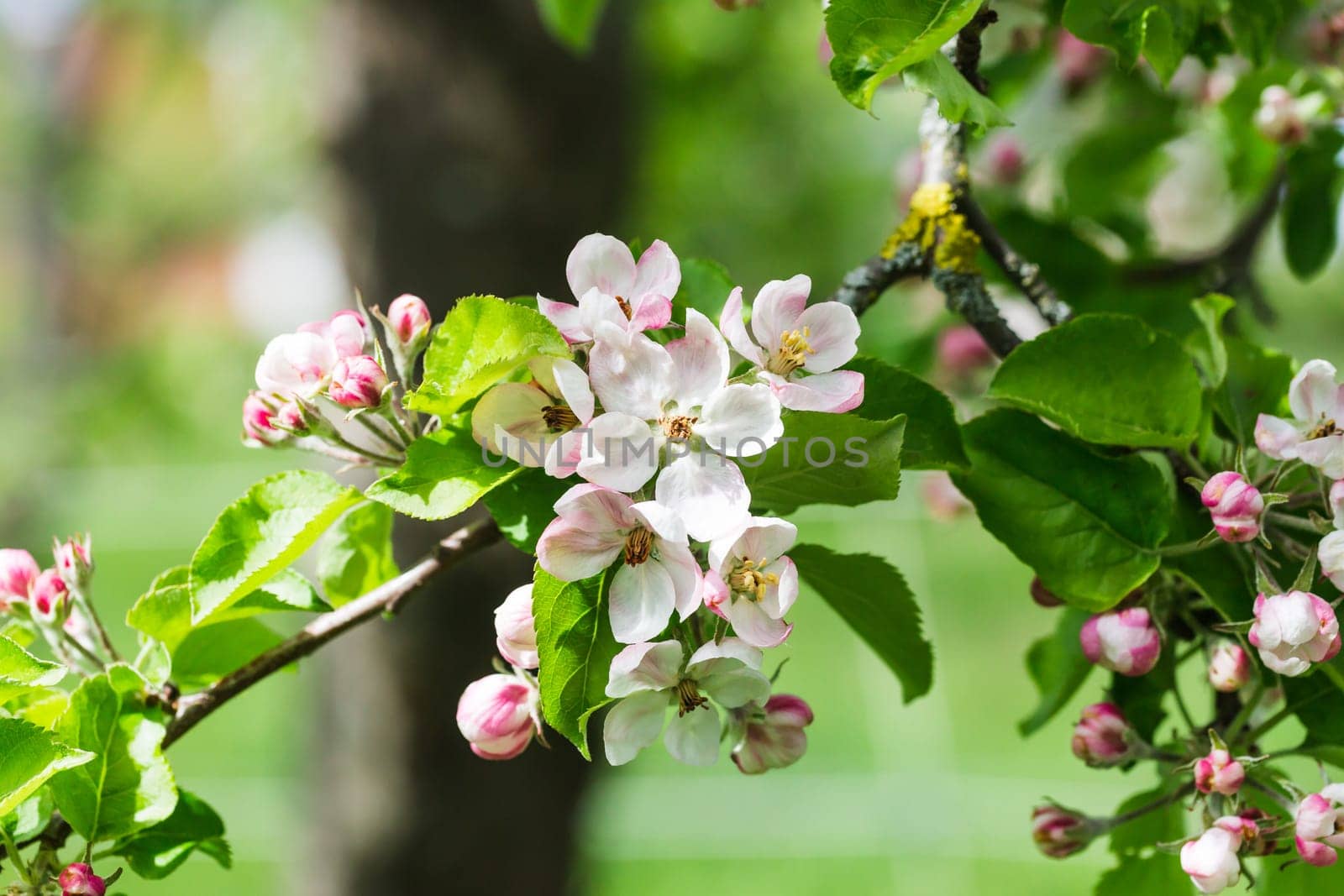 Detailed view of an apple bluete in spring