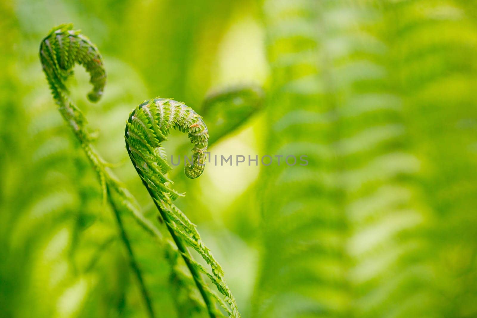 Green fern in detail as background