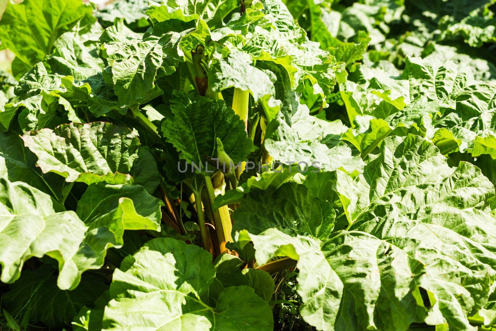 More about large rhubarb bubblers
