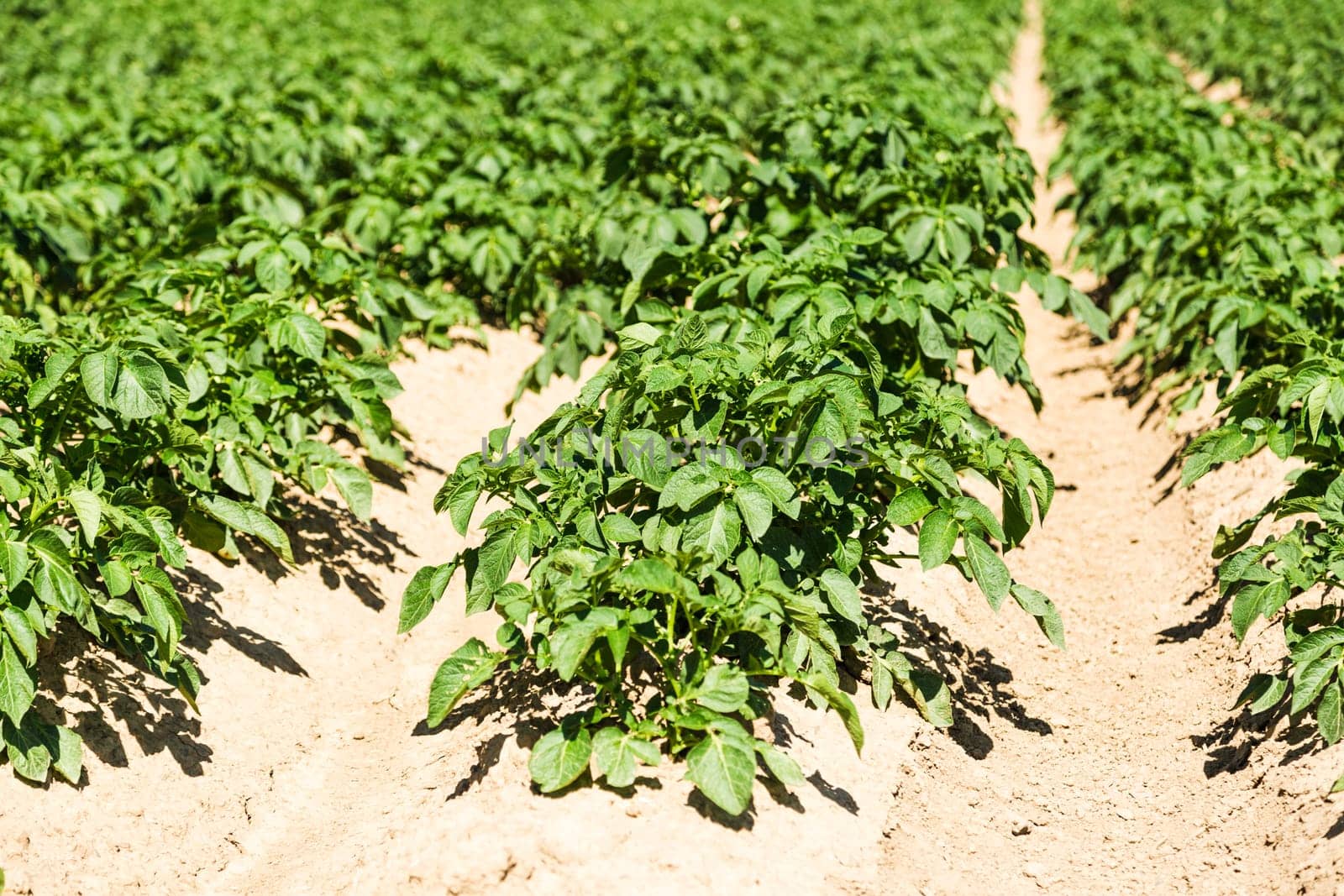 Green potato plant on a potato field