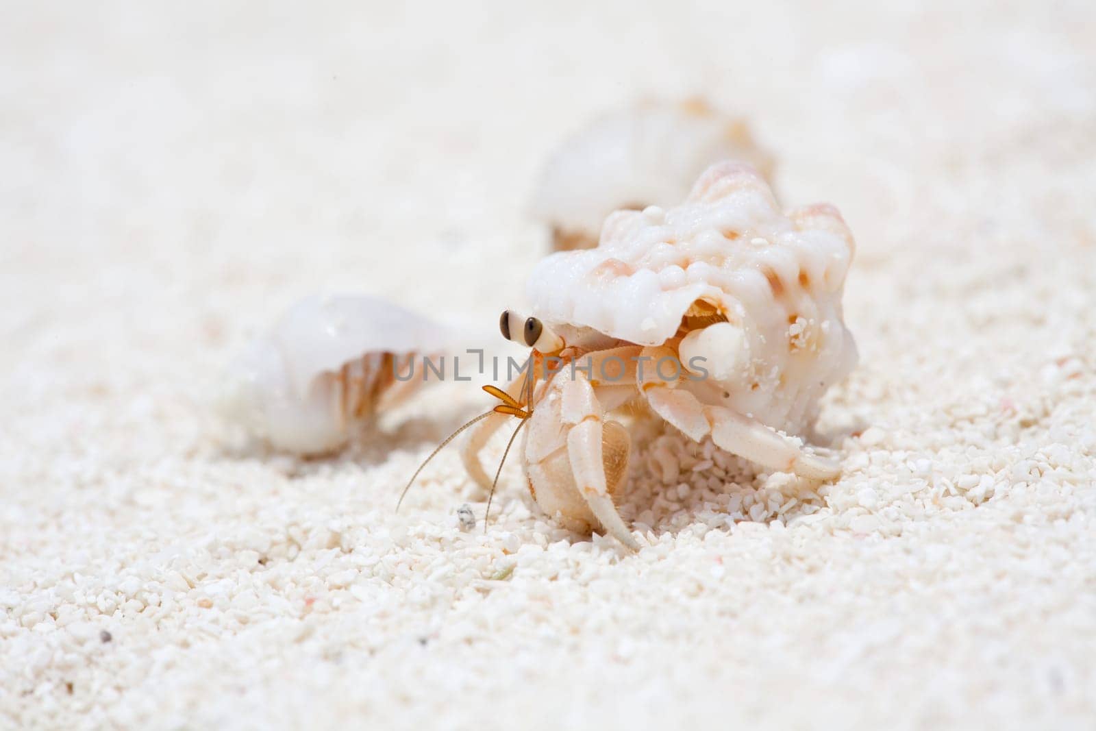 Crab
