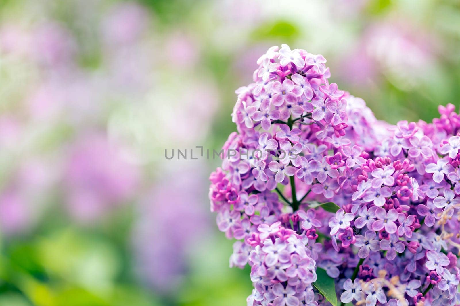 Lilac flowers spring blossom
