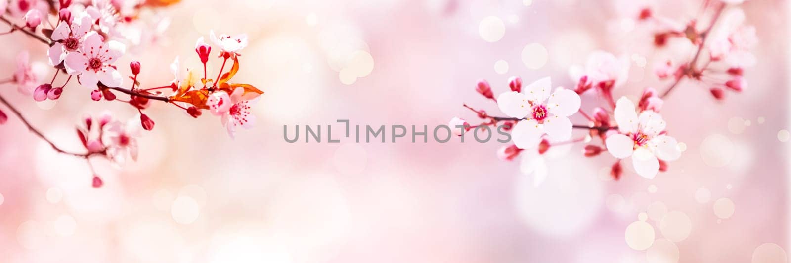 Spring blossom tree flowers in sunny day background